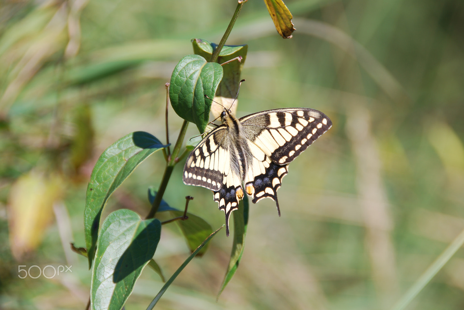 Nikon D40X sample photo. Dovetail photography