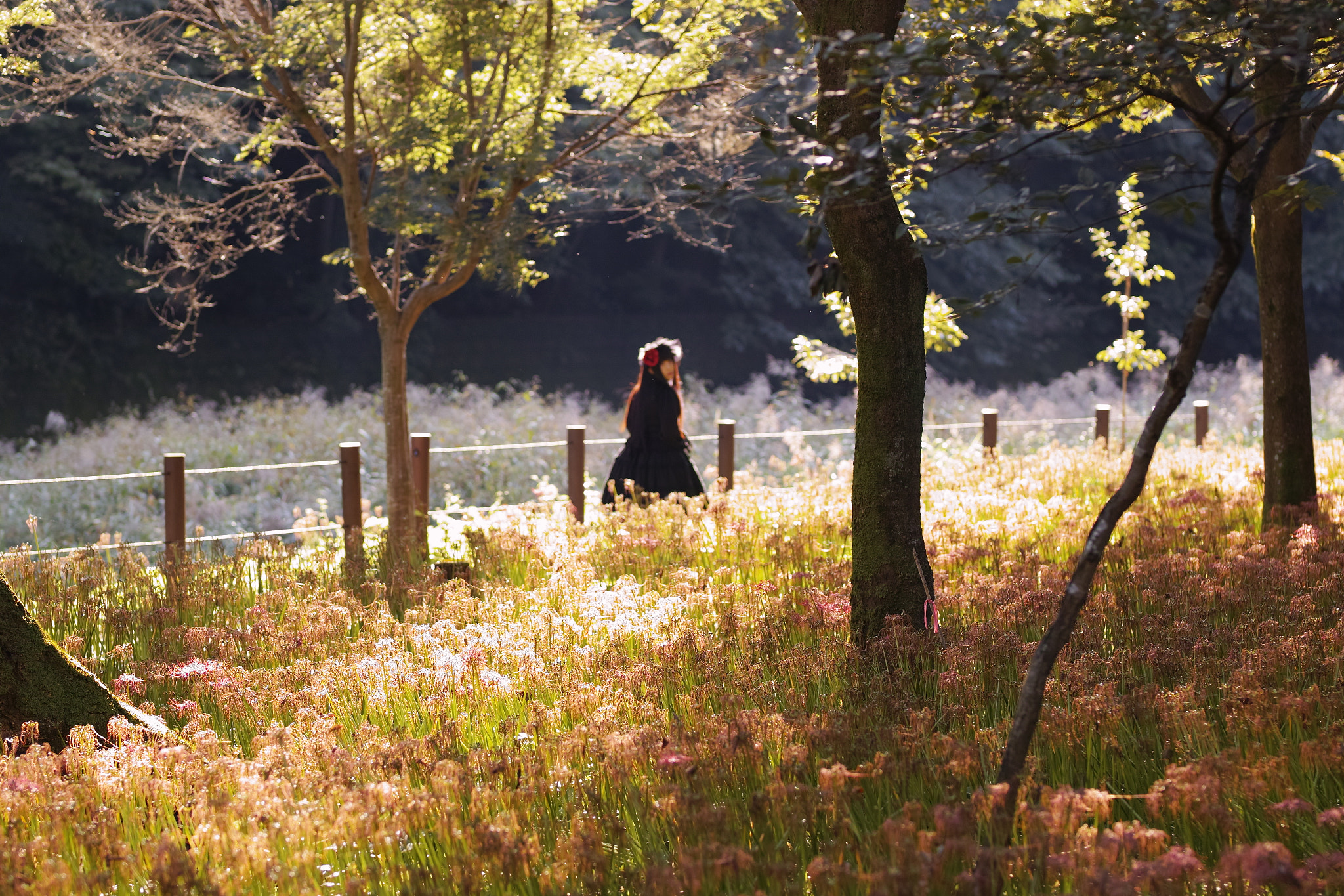 Sigma sd Quattro sample photo. In a dream photography