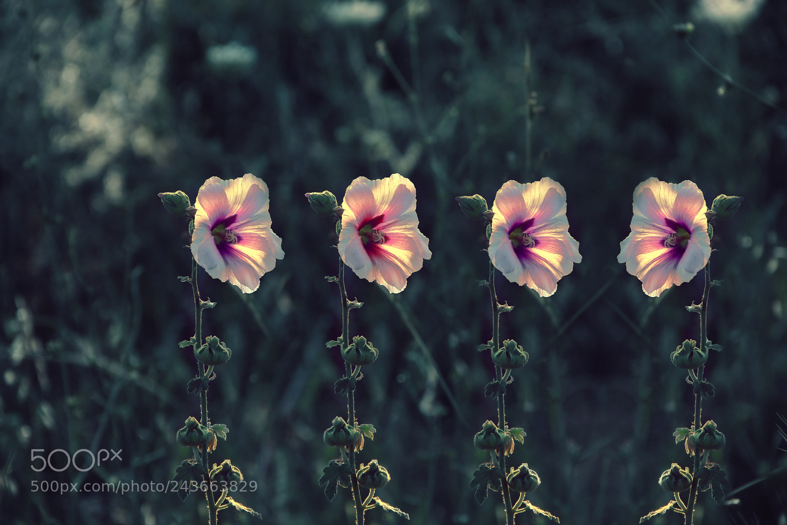 Canon EOS 600D (Rebel EOS T3i / EOS Kiss X5) sample photo. Silahsorler photography