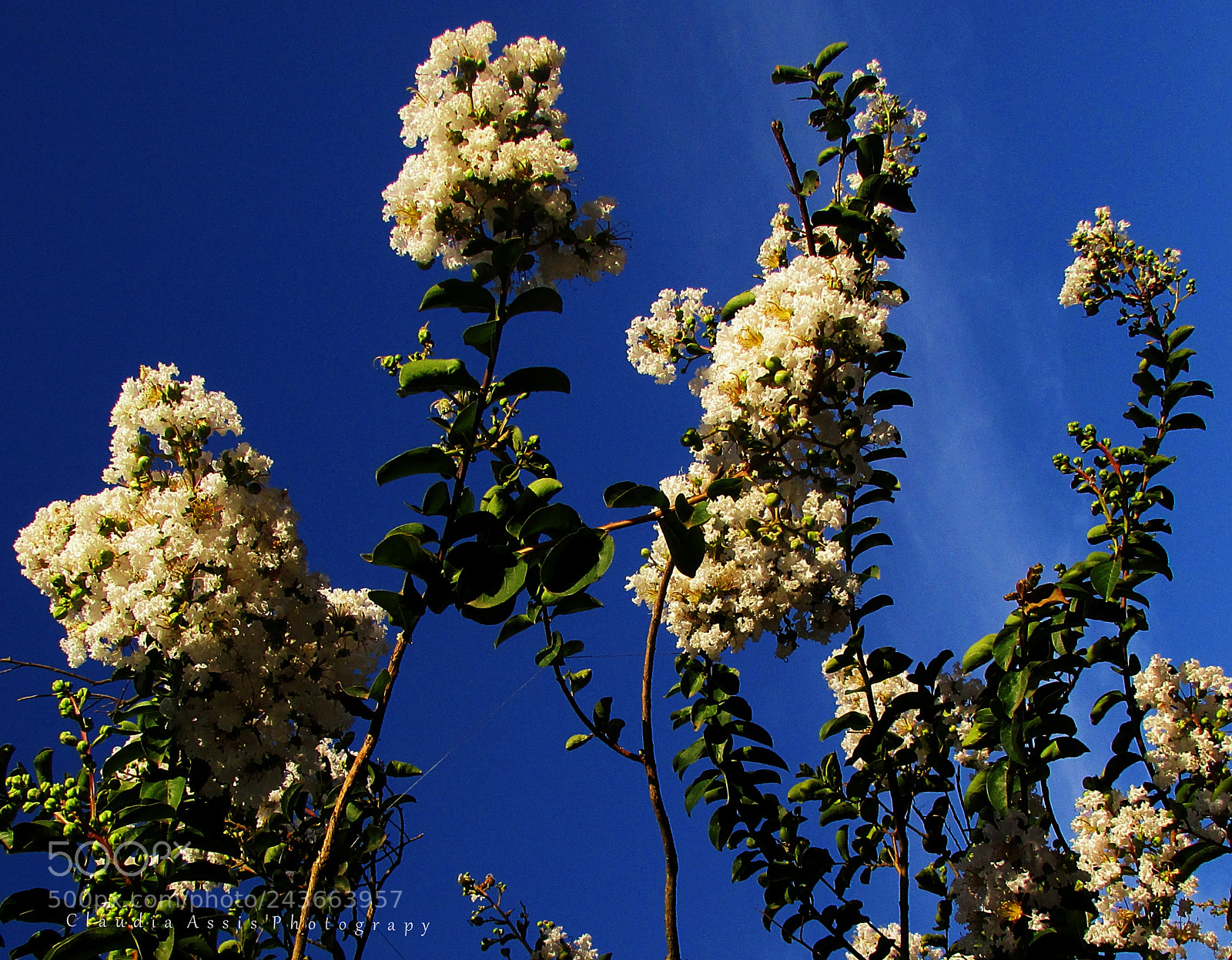 Canon PowerShot SX400 IS sample photo. Universo natural photography