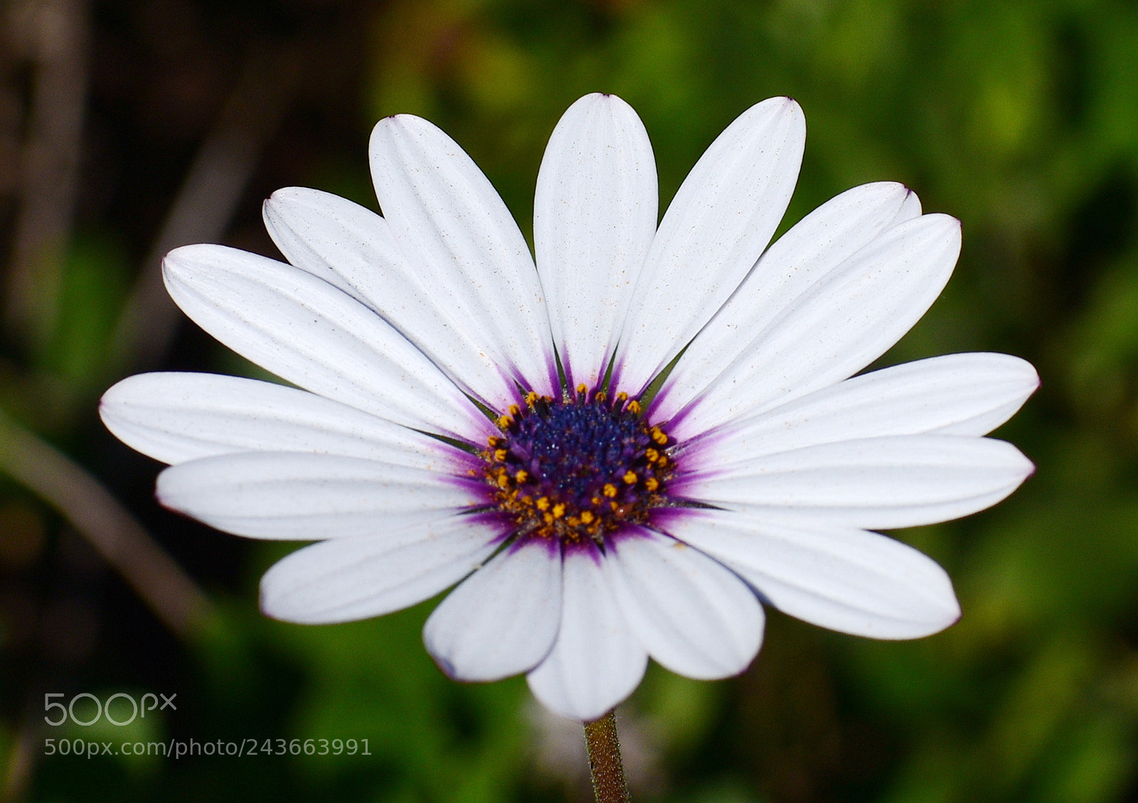 Nikon D7200 sample photo. A nice white daisy photography
