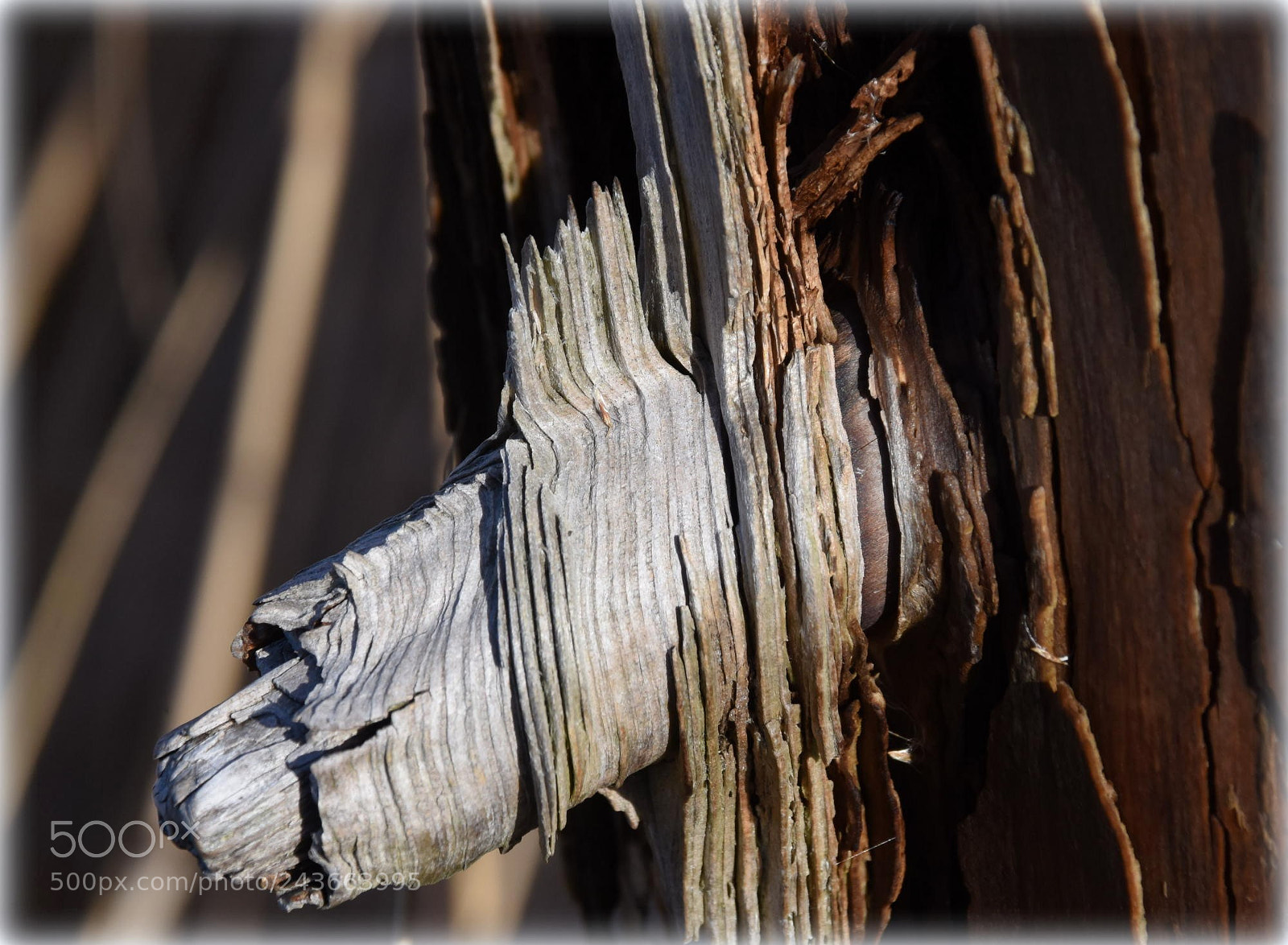 Nikon D810 sample photo. "throu the years" photography