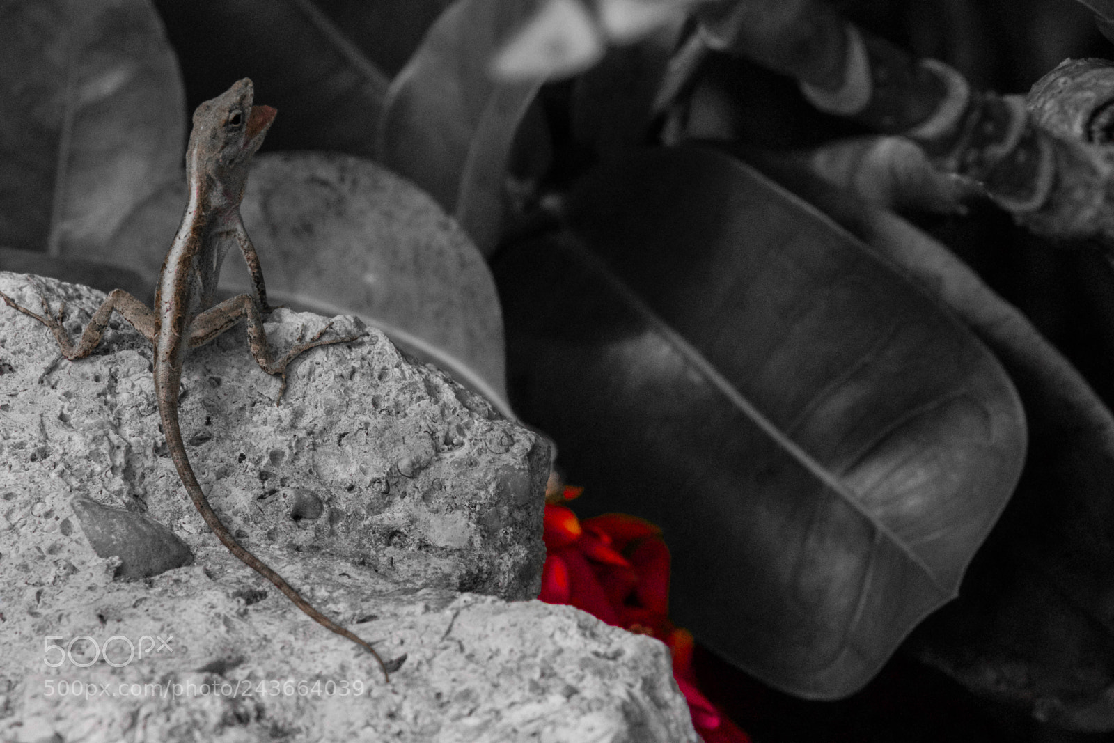 Canon EOS 700D (EOS Rebel T5i / EOS Kiss X7i) sample photo. Marco island gecko photography