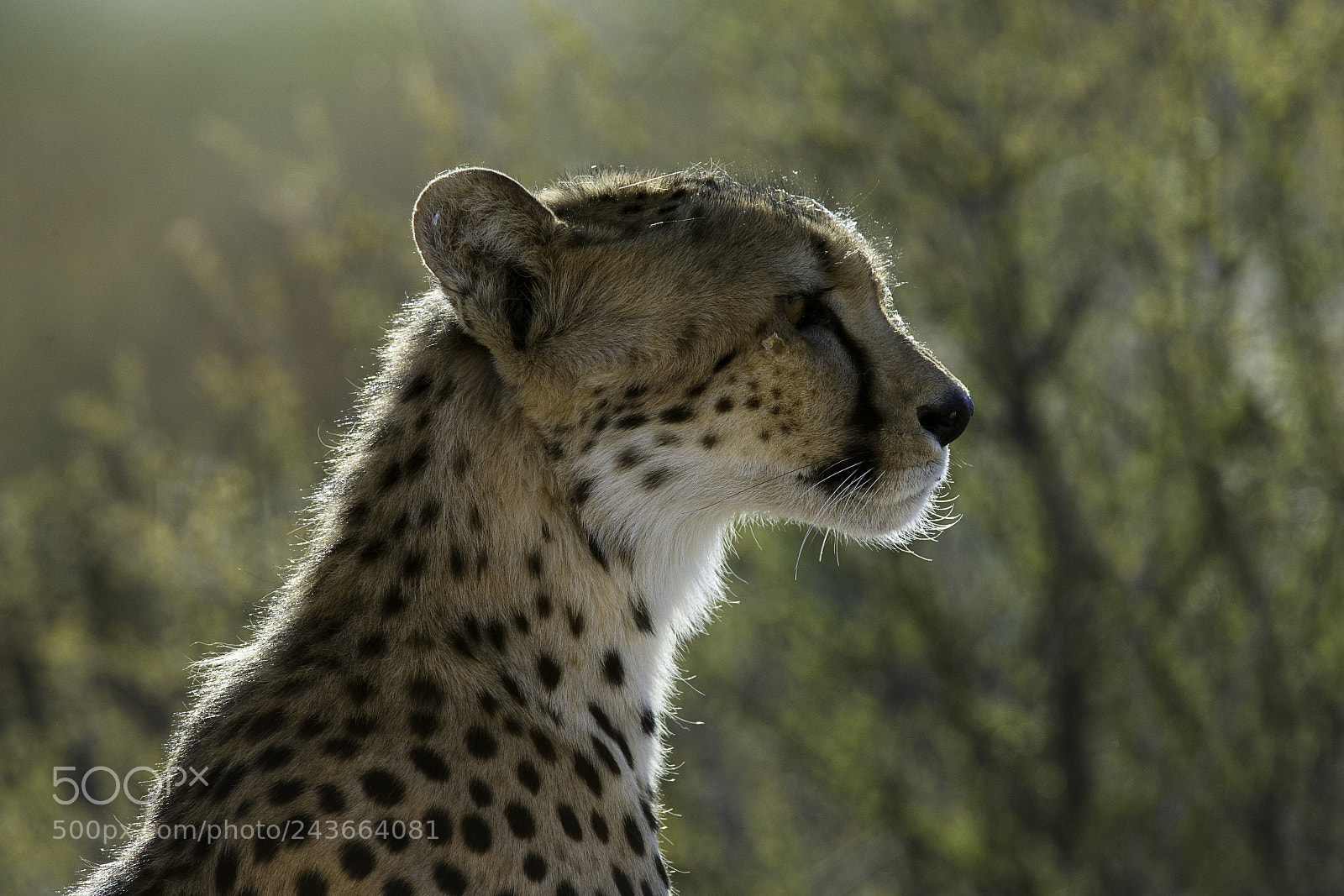 Canon EOS-1D X sample photo. Backlit cheetah photography
