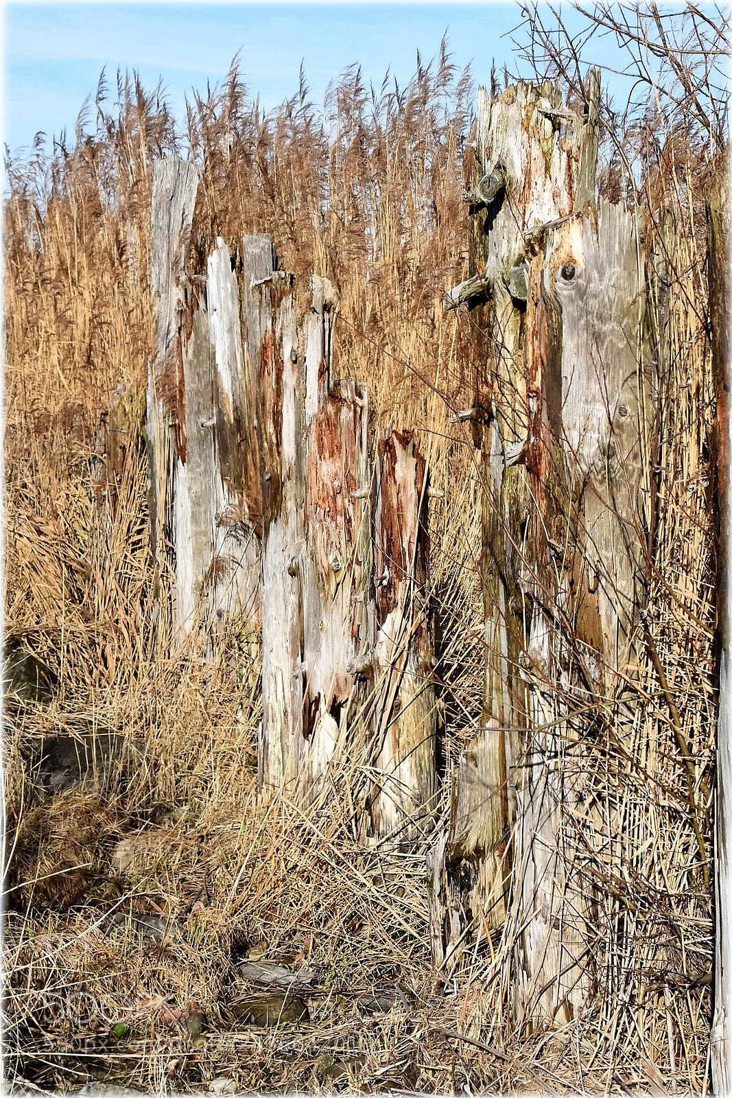 Nikon D810 sample photo. "natural natur" photography
