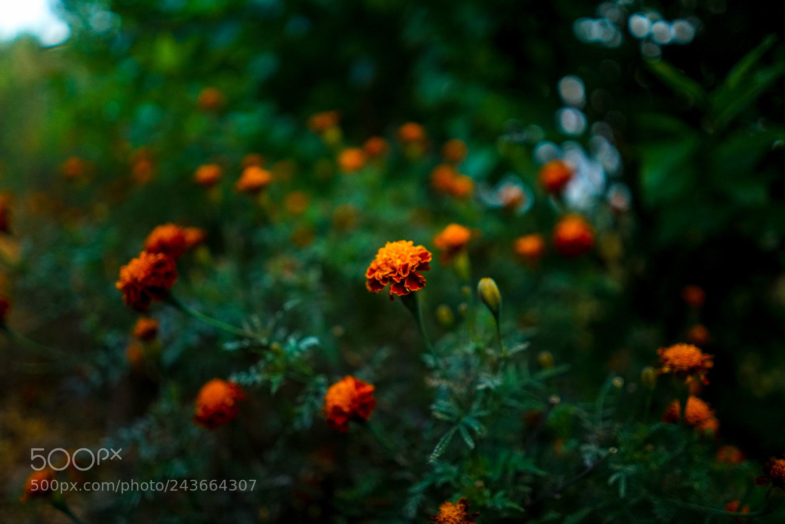Sony a7R II sample photo. బంతి పువ్వు photography