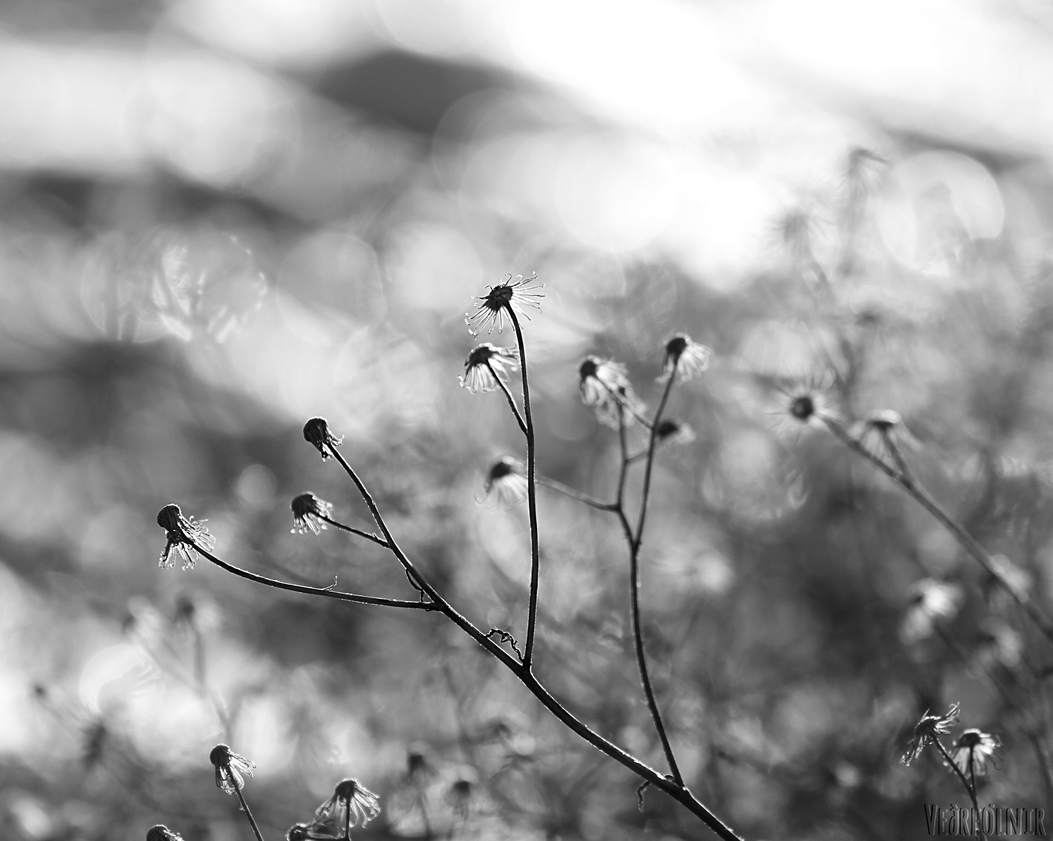 Canon EF 70-200mm F2.8L IS II USM sample photo