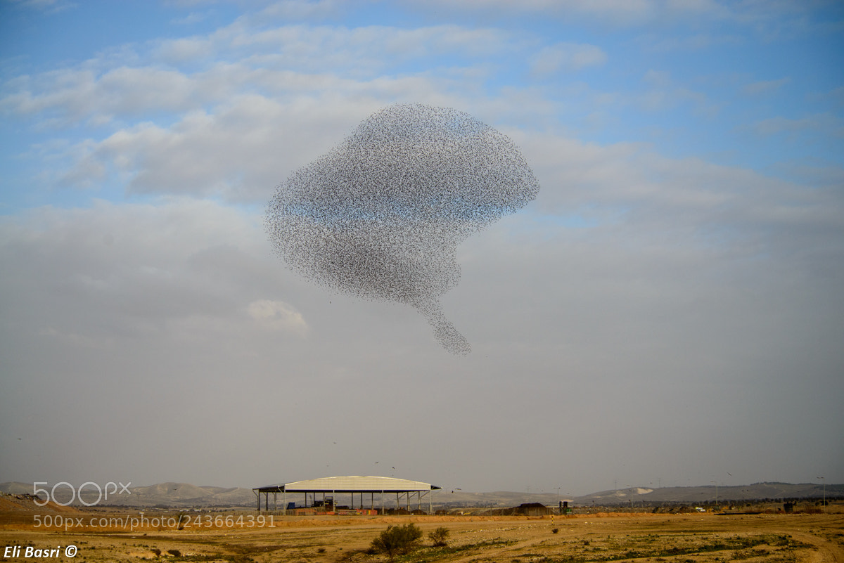 Nikon D800 sample photo. Starlings murmuration photography