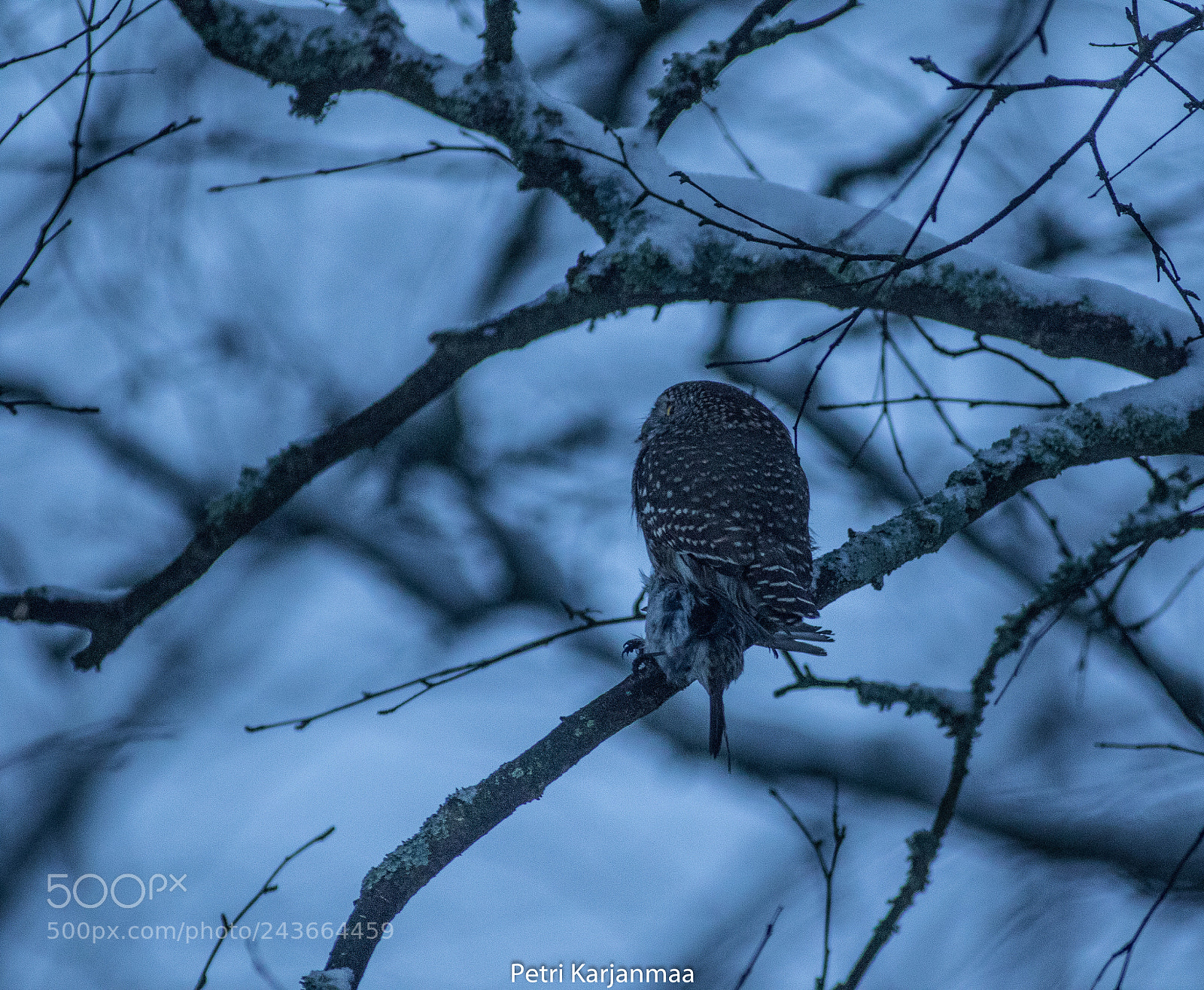 Canon EOS 7D Mark II sample photo. Glaucidium passerinum photography