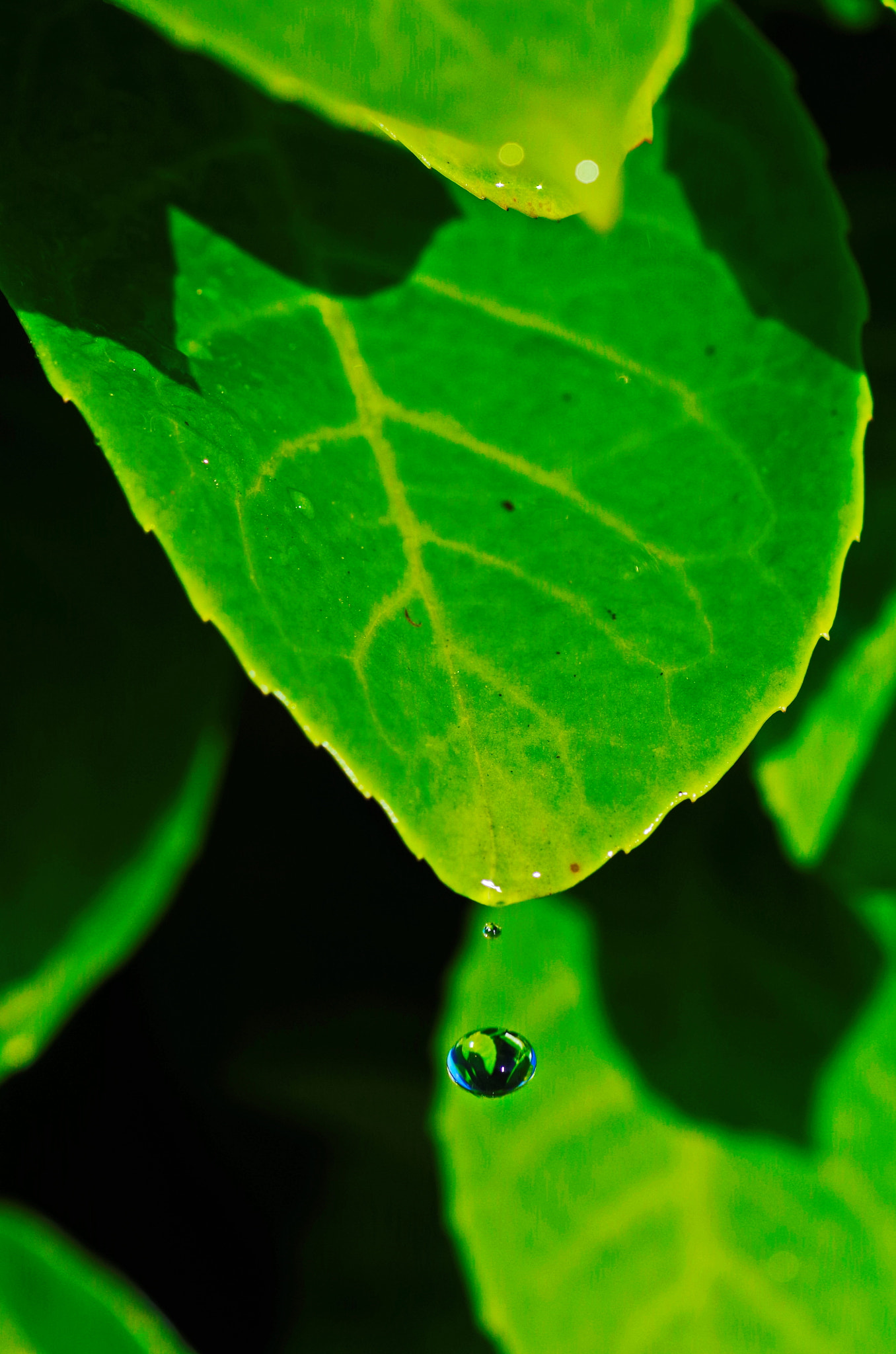 Pentax K-30 sample photo. Drip photography