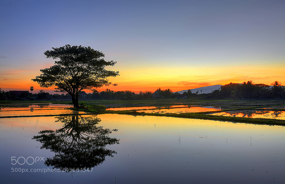 Nikon D810 sample photo. Reflection in the rice photography
