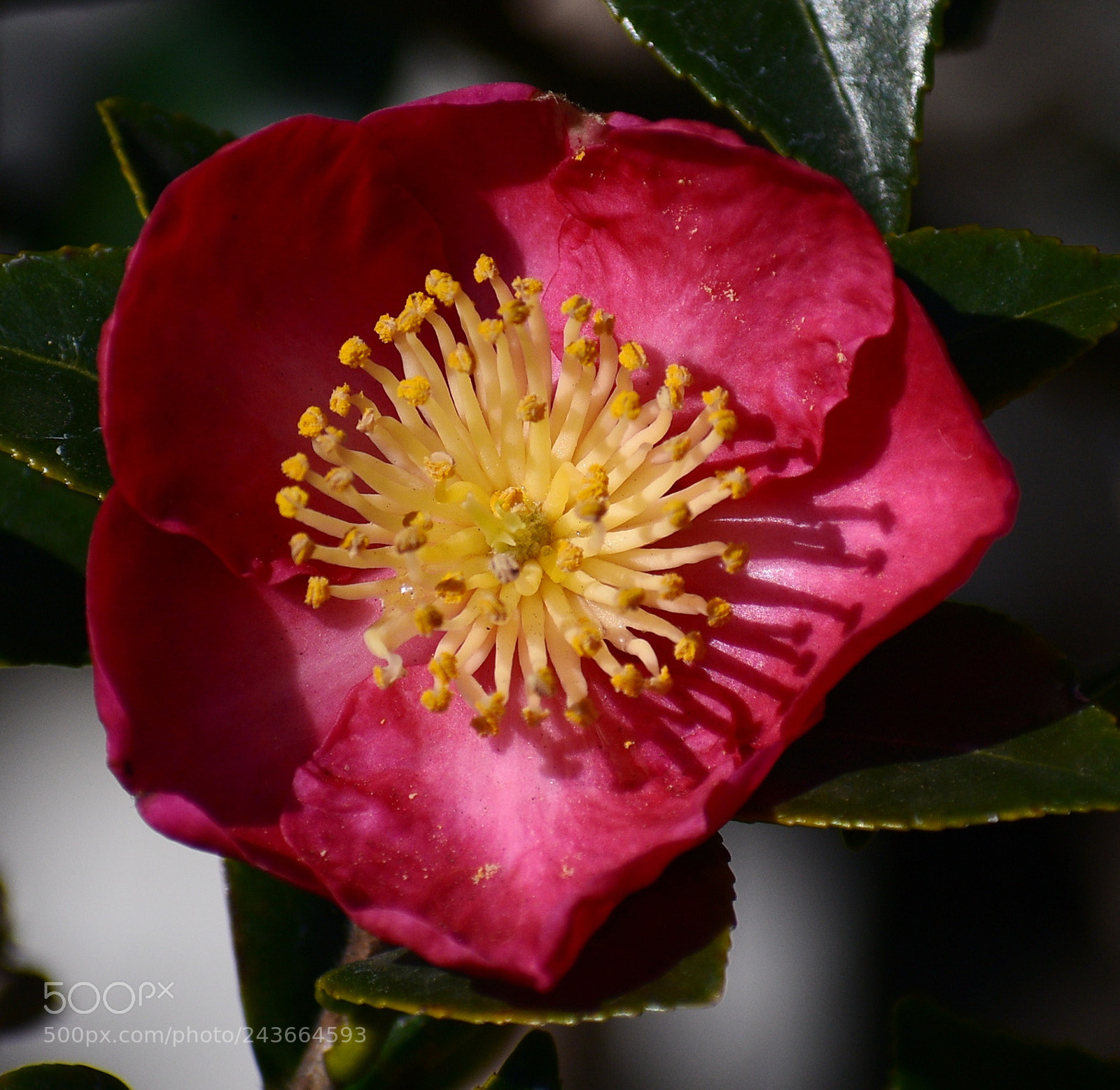 Nikon D7200 sample photo. A red and yellow photography
