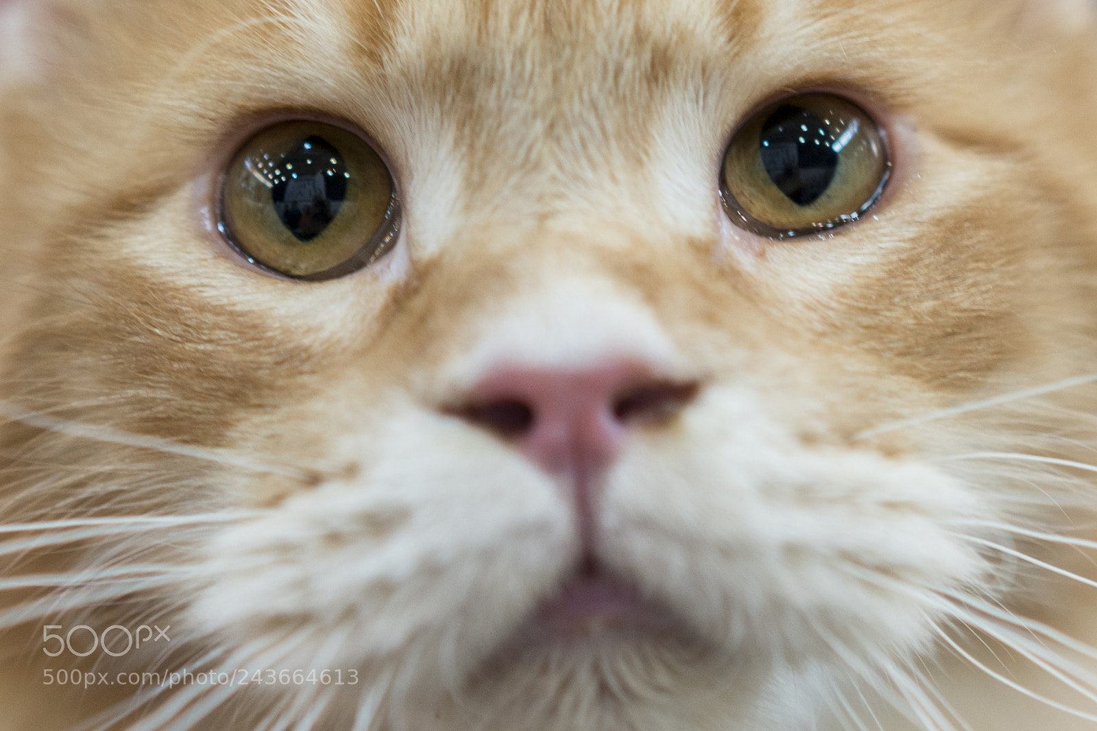 Sony a7R II sample photo. Kitten's face. close-up photography