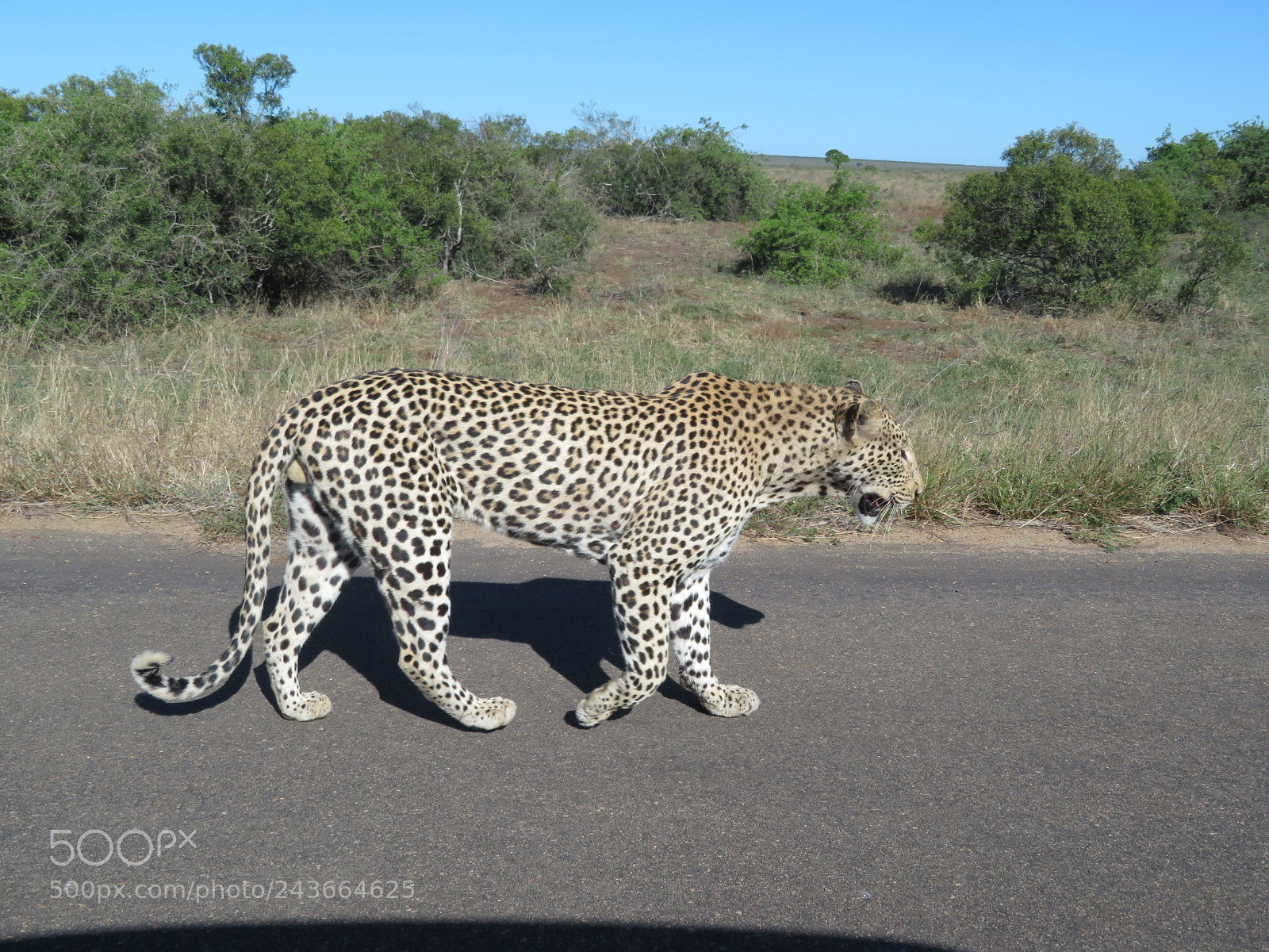 Canon PowerShot SX730 HS sample photo. Leopard photography