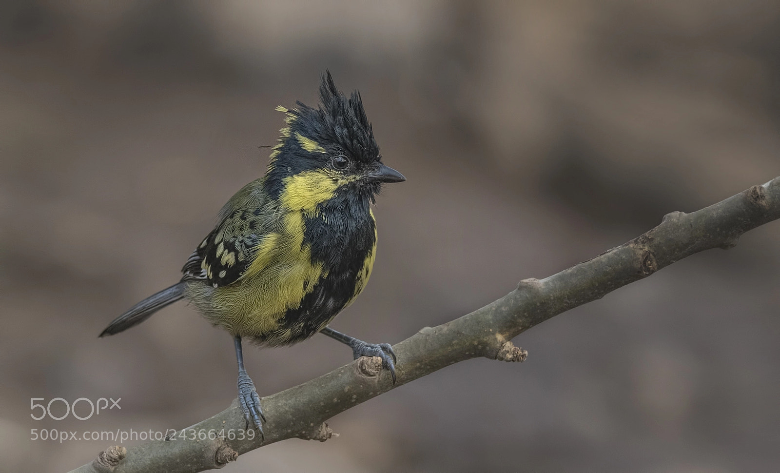 Nikon D500 sample photo. Indian yellow tit photography