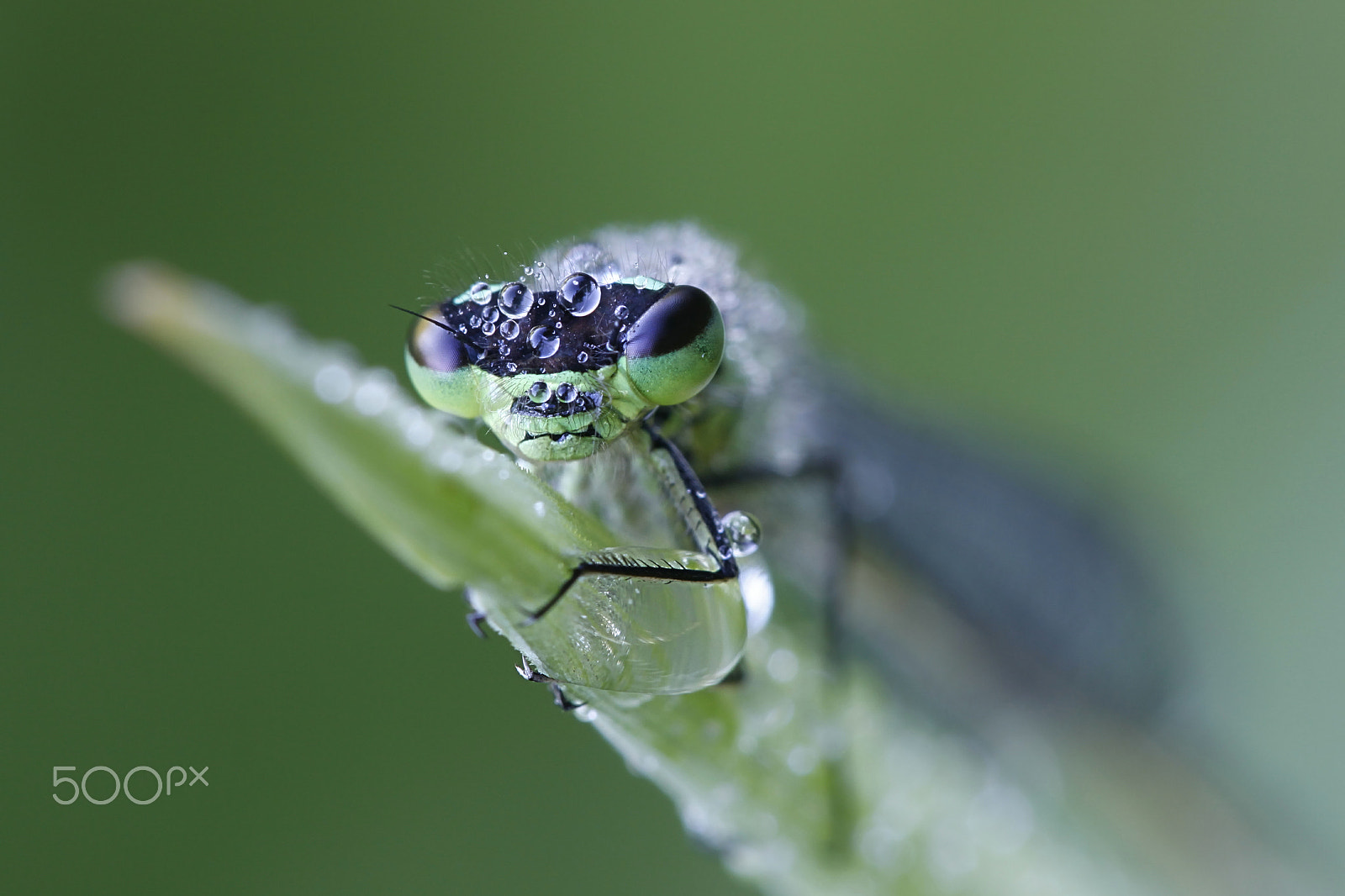 Canon EF 100mm F2.8L Macro IS USM sample photo. Spearhead bluet photography
