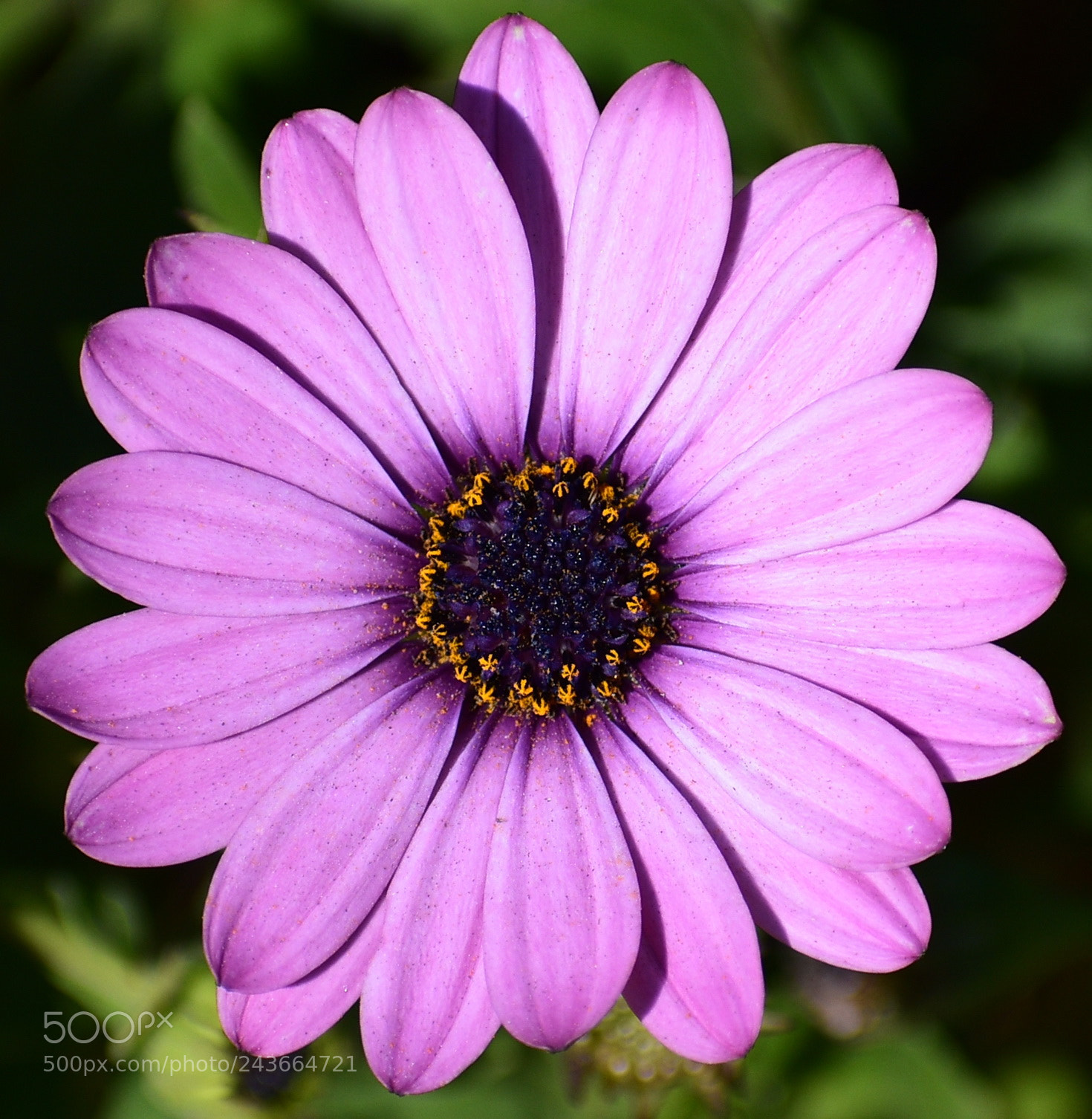 Nikon D7200 sample photo. A nice purple daisy photography