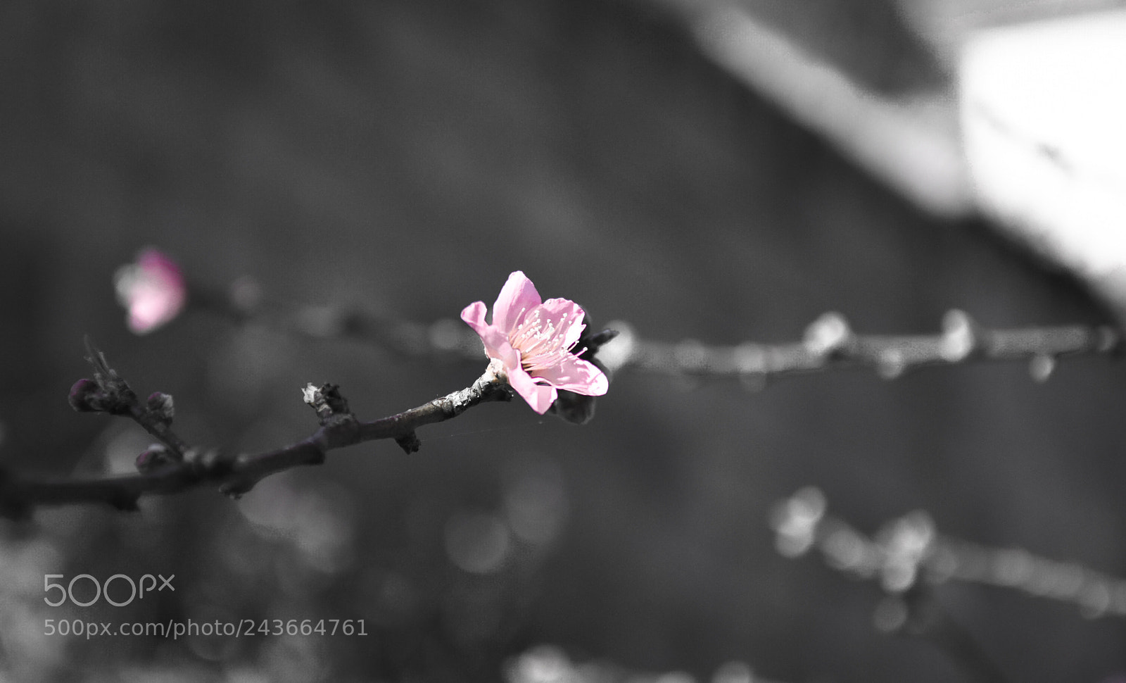 Nikon D5500 sample photo. Peach blossom photography