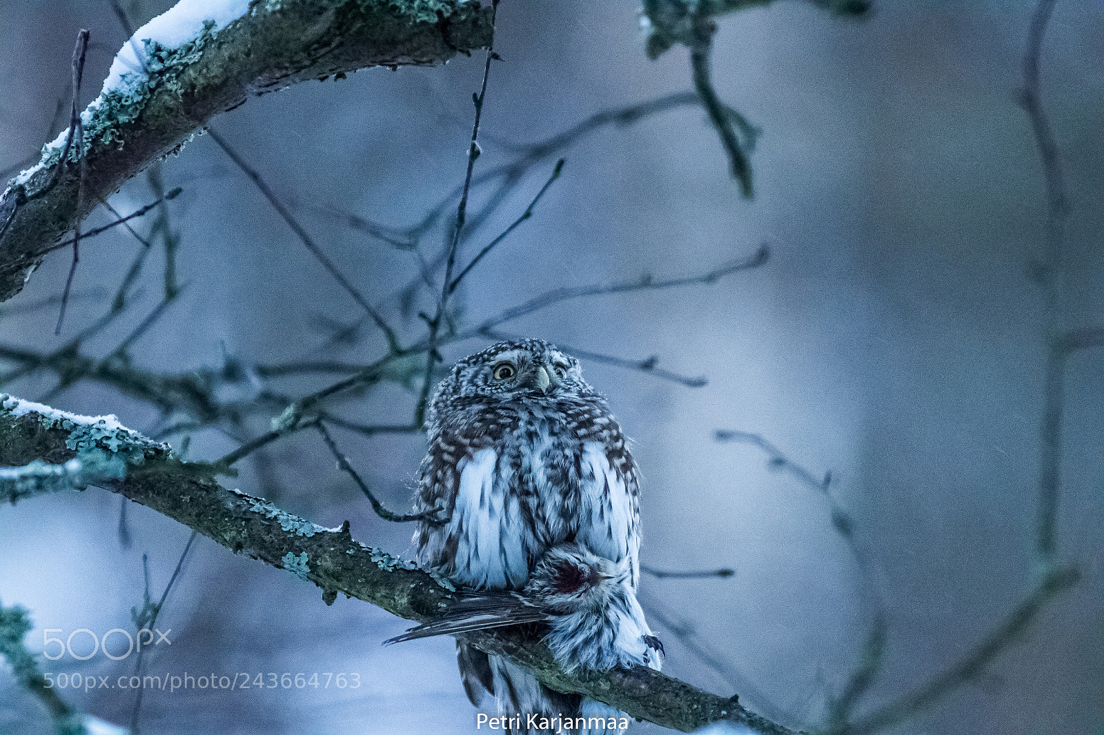Canon EOS 7D Mark II sample photo. Glaucidium passerinum ii photography