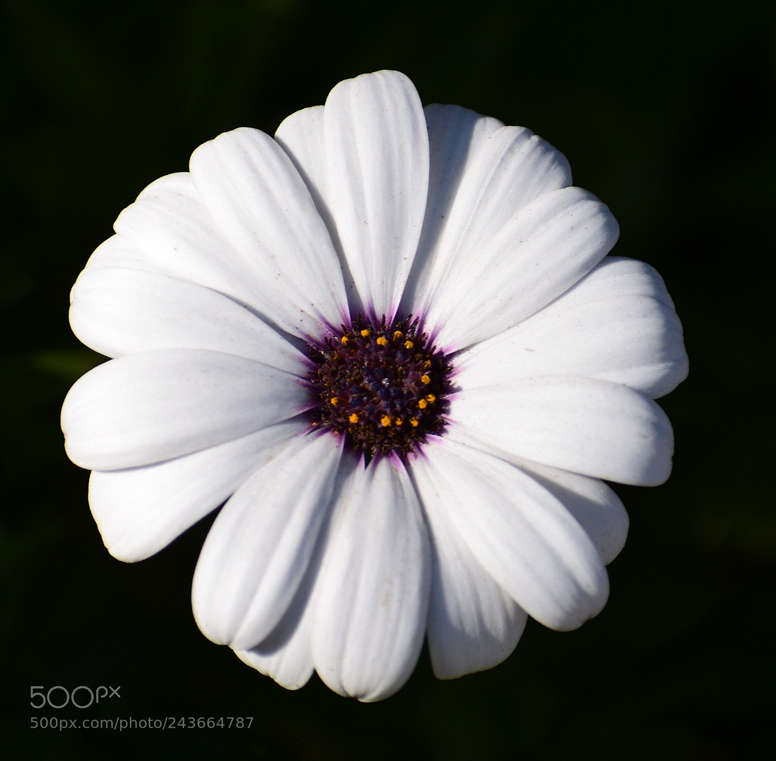 Nikon D7200 sample photo. A beautiful white daisy photography