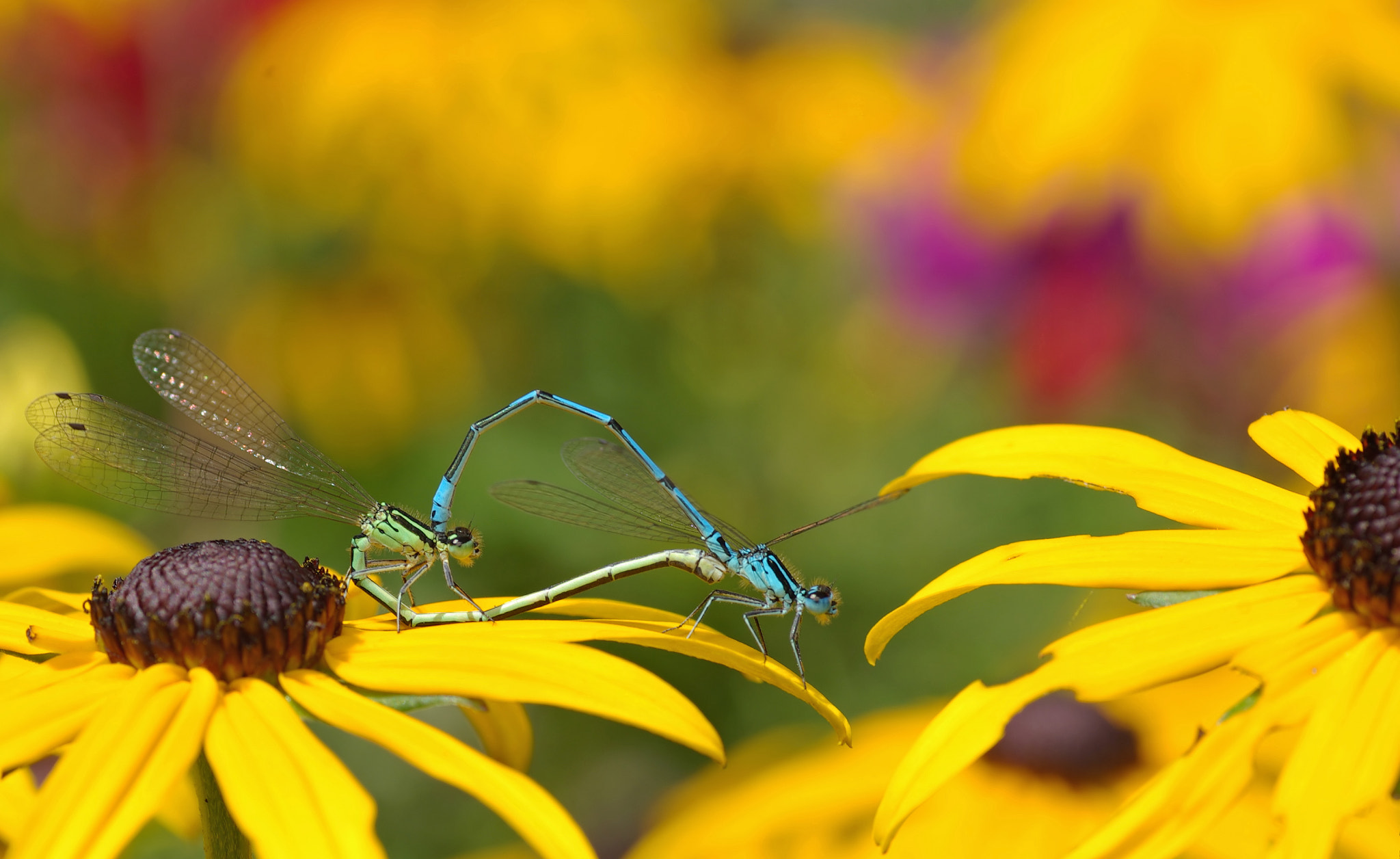 Pentax K10D + Tamron SP AF 90mm F2.8 Di Macro sample photo. Love romance photography