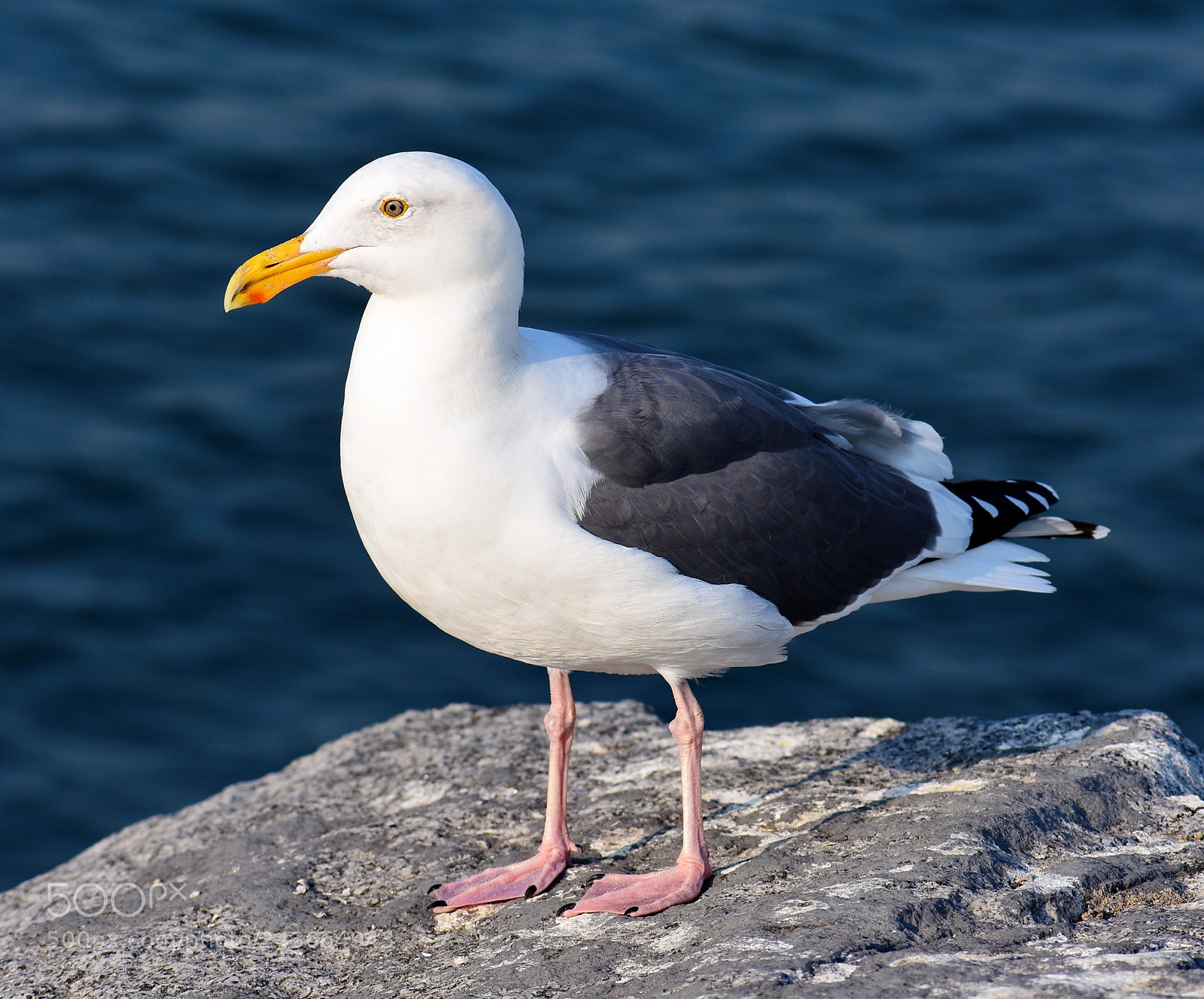 Nikon D7200 sample photo. Seagull watching the ocean photography