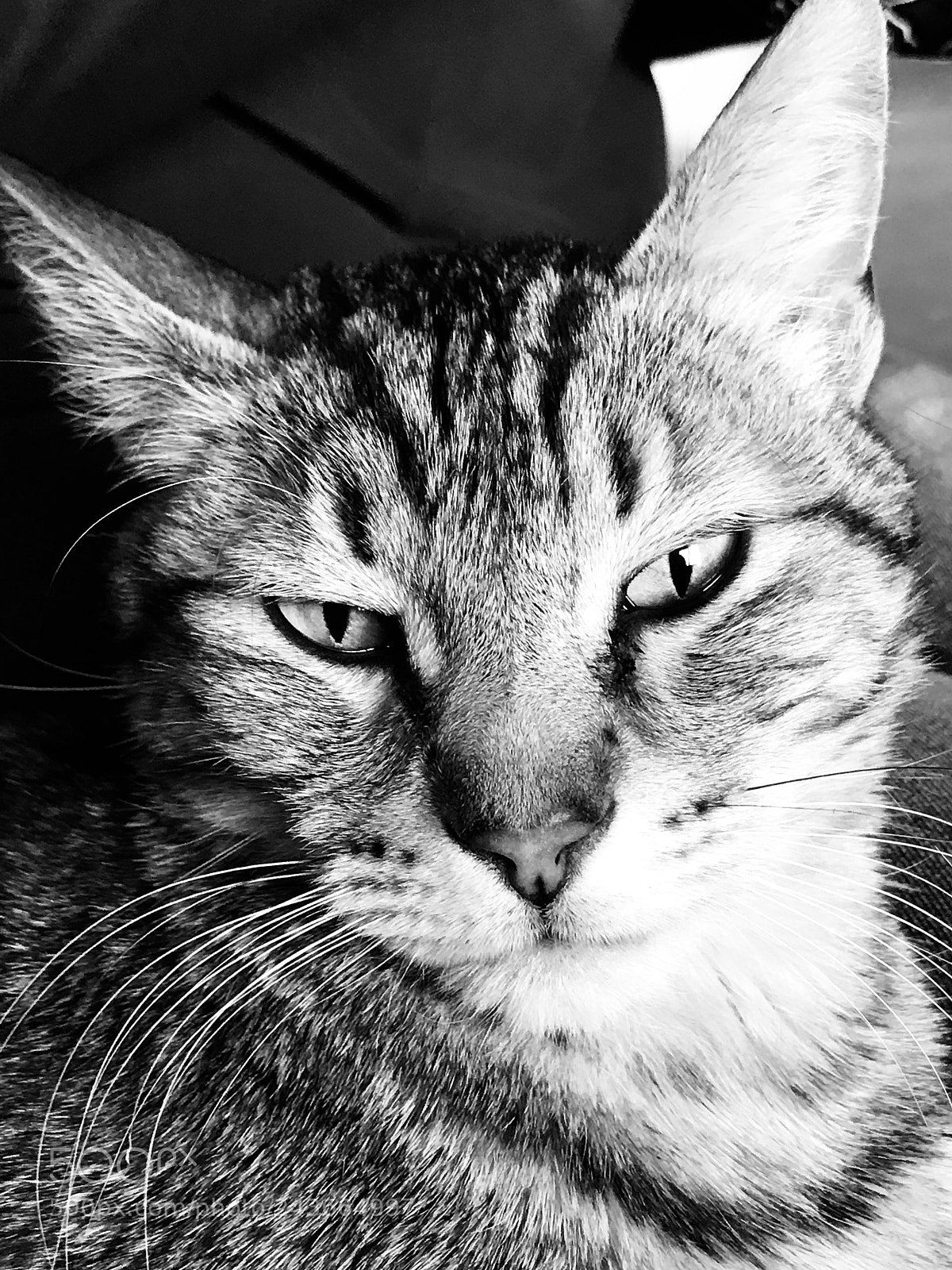 Apple iPhone 7 Plus sample photo. Mister is not amused photography