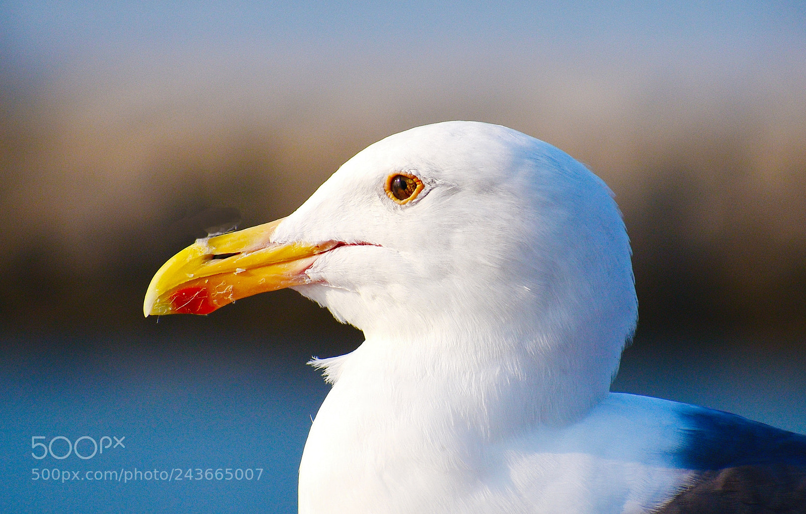 Nikon D7200 sample photo. Seagull portrait watching the photography