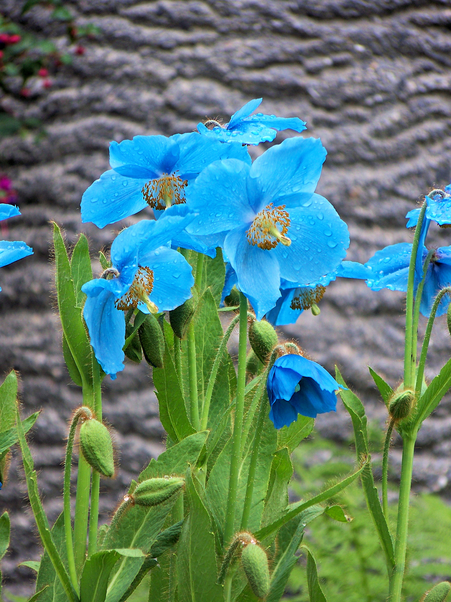 Kodak Z712 IS ZOOM DIGITAL CAMERA sample photo. Himalayan blue poppies photography