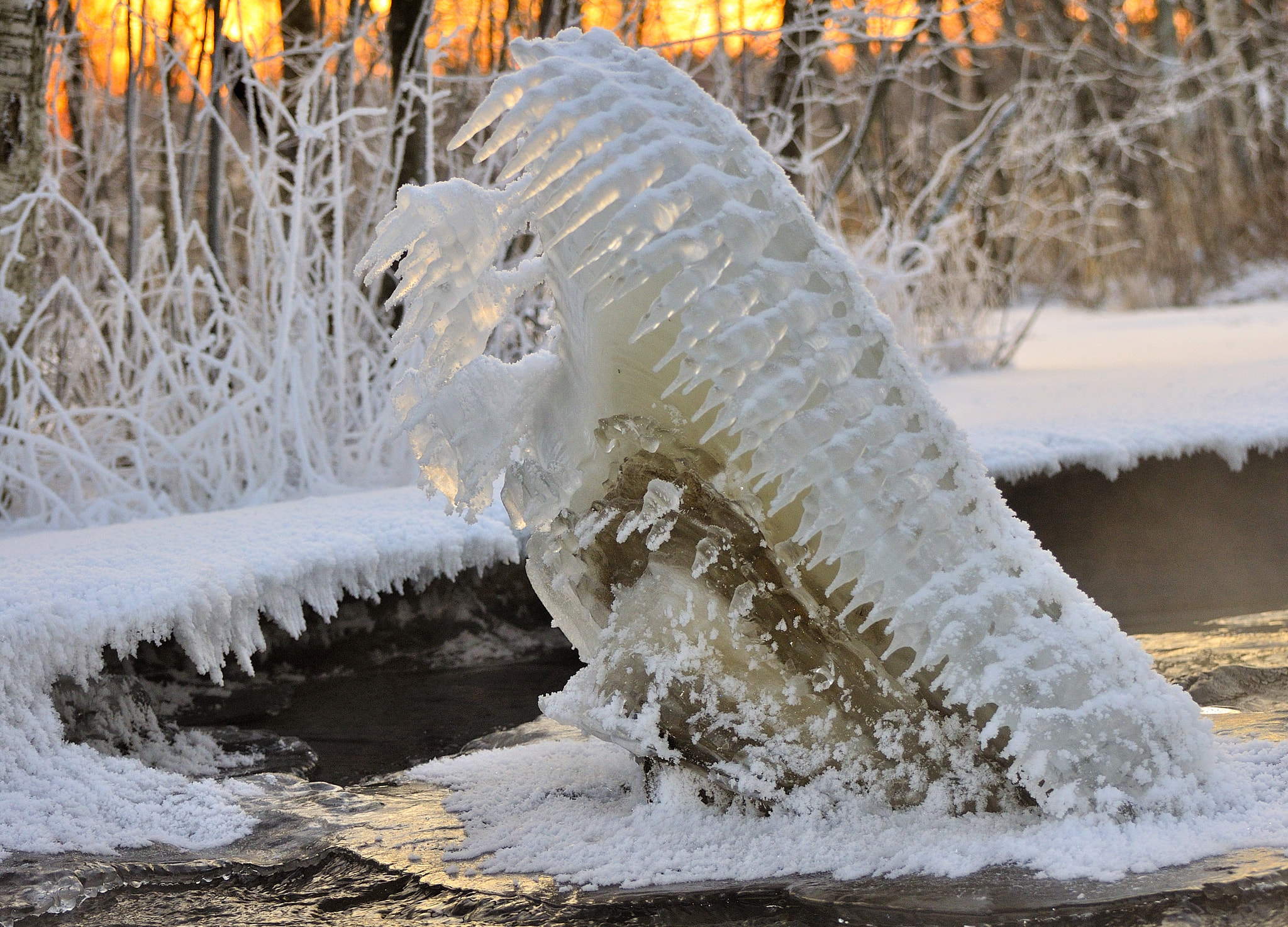 Nikon D5000 sample photo. River shark! photography