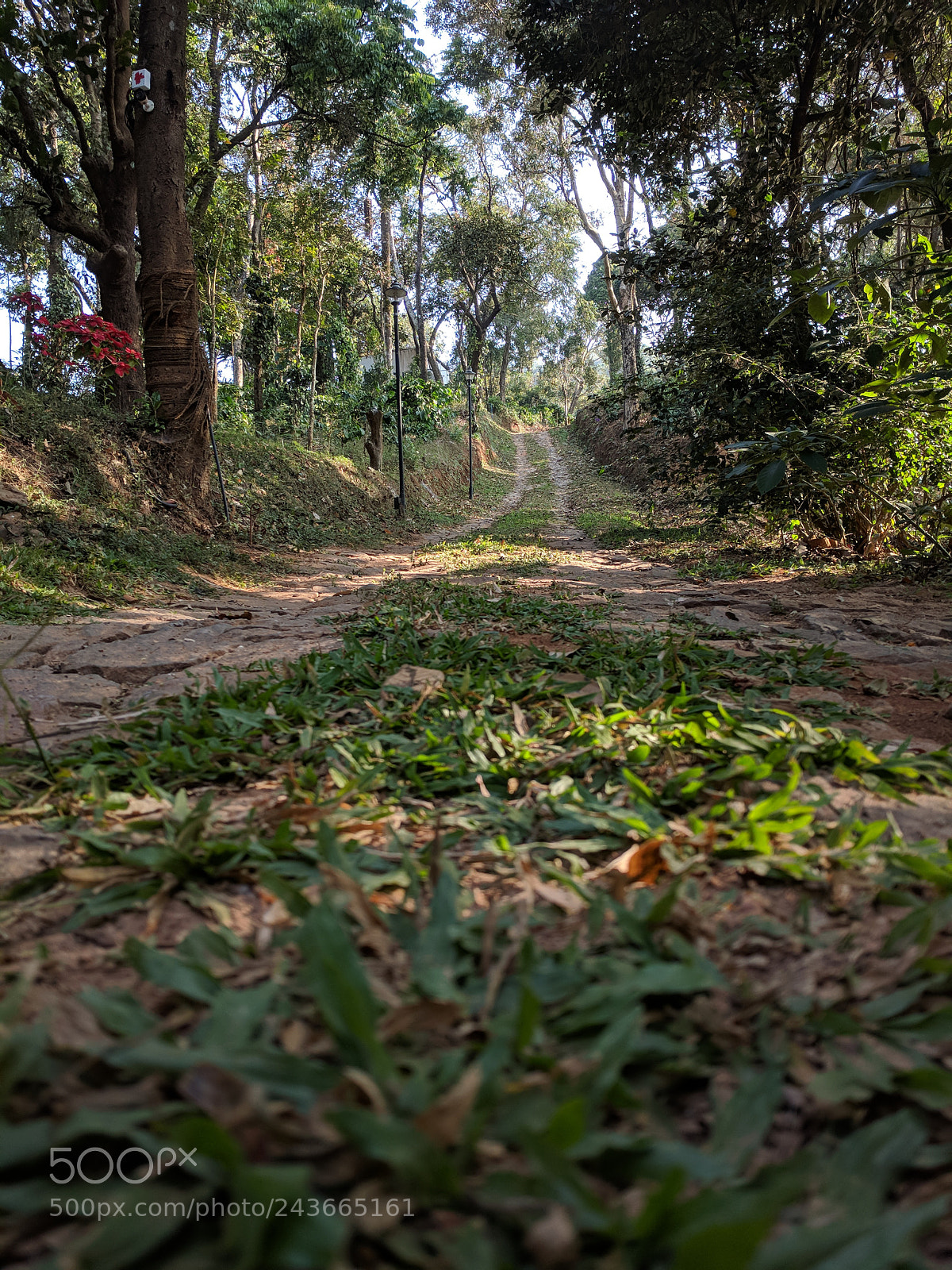 Google Pixel sample photo. Way to the coffee photography