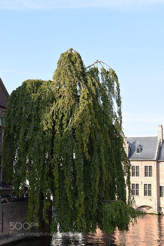 Nikon D7200 sample photo. The weeping beech… photography