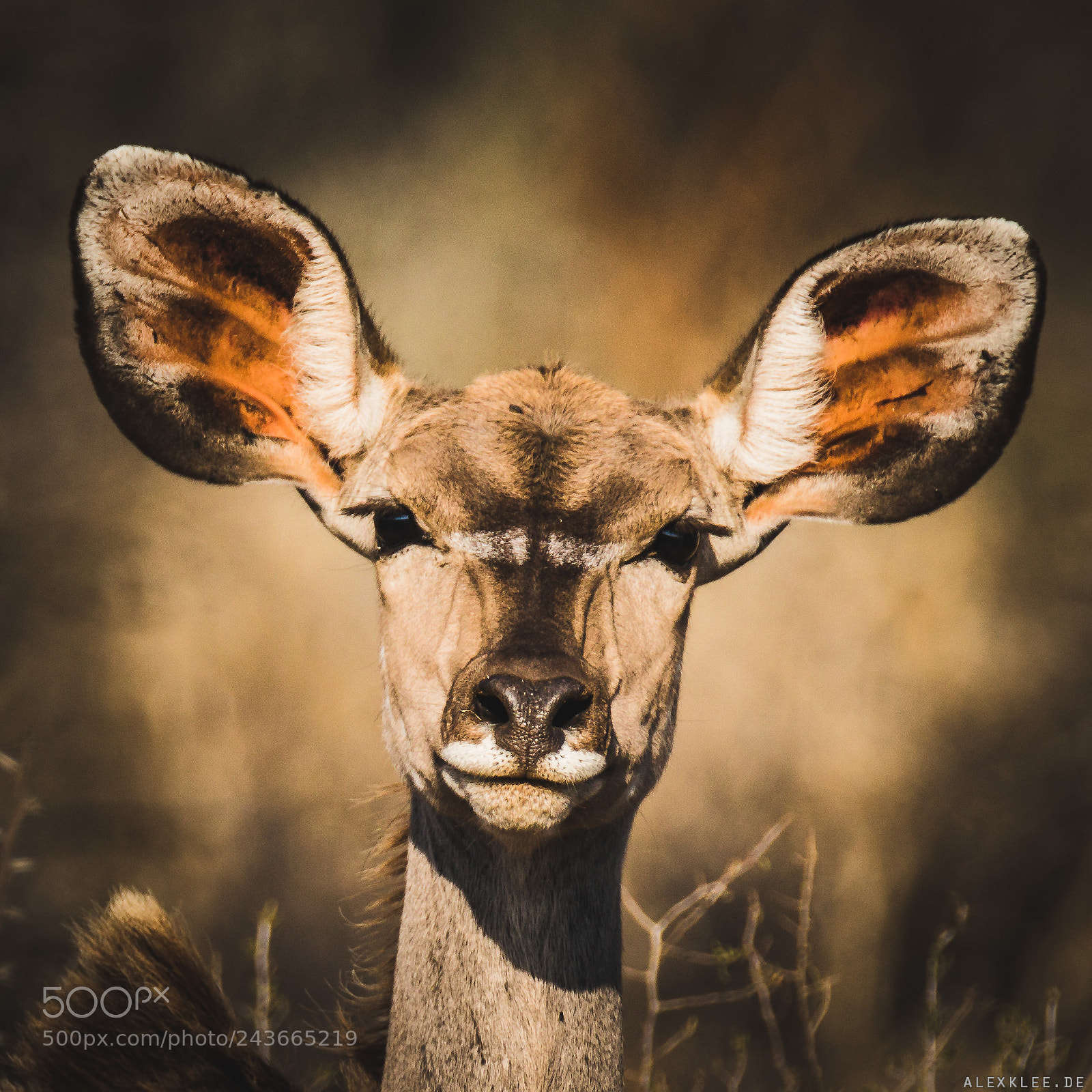 Canon EOS 7D Mark II sample photo. The female greater kudu photography