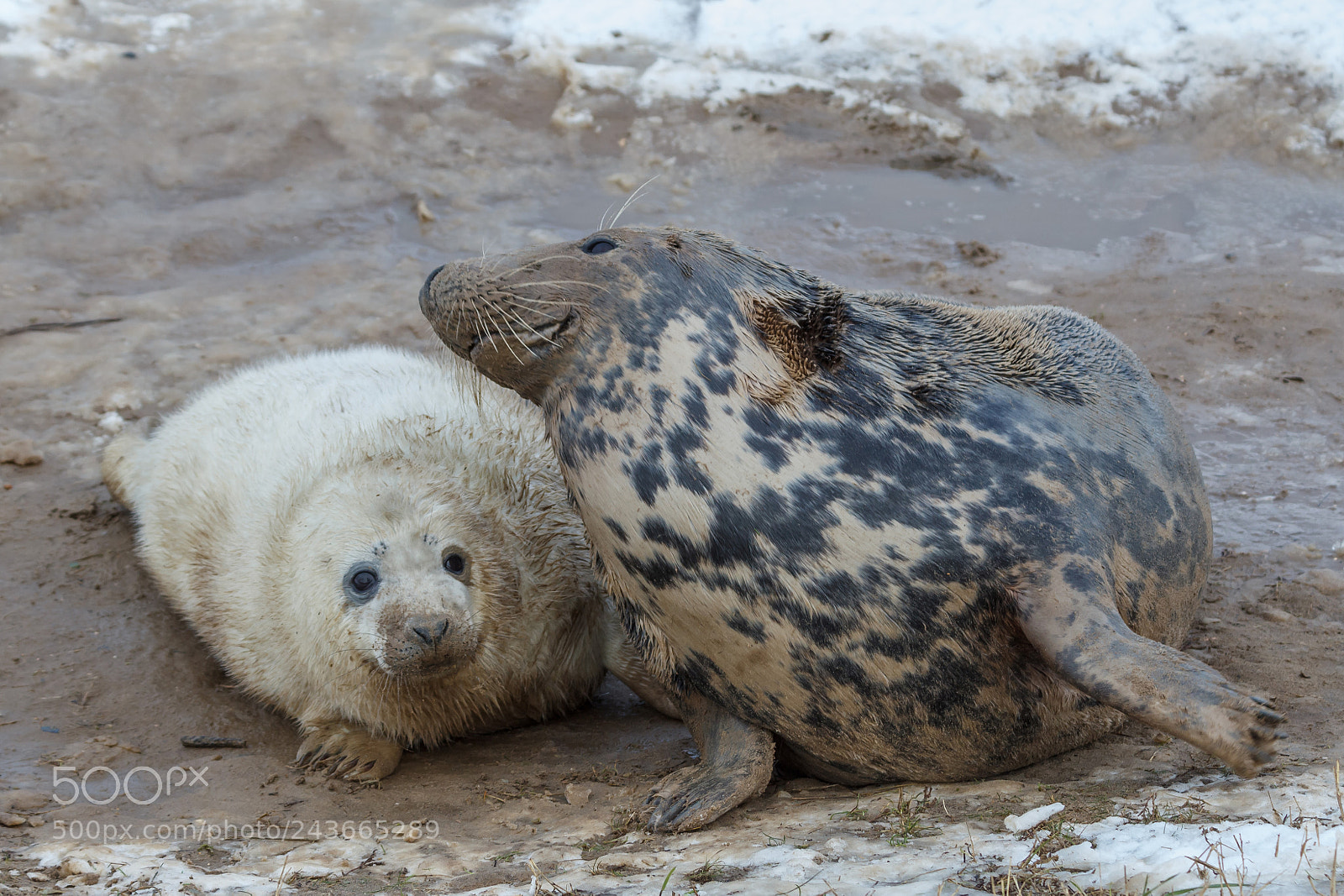 Canon EOS 1200D (EOS Rebel T5 / EOS Kiss X70 / EOS Hi) sample photo. Seal pup with its photography