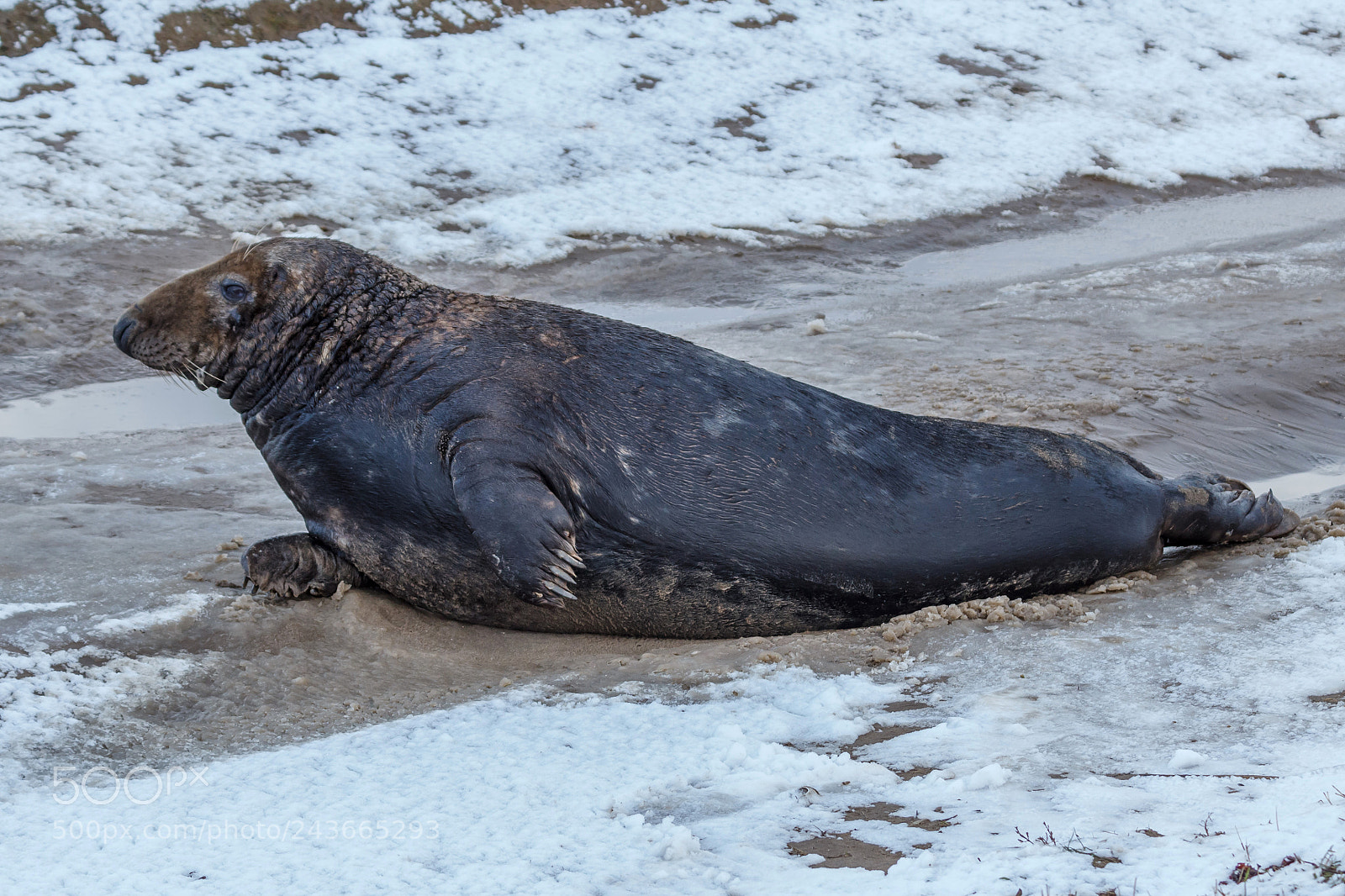 Canon EOS 1200D (EOS Rebel T5 / EOS Kiss X70 / EOS Hi) sample photo. Bull seal photography