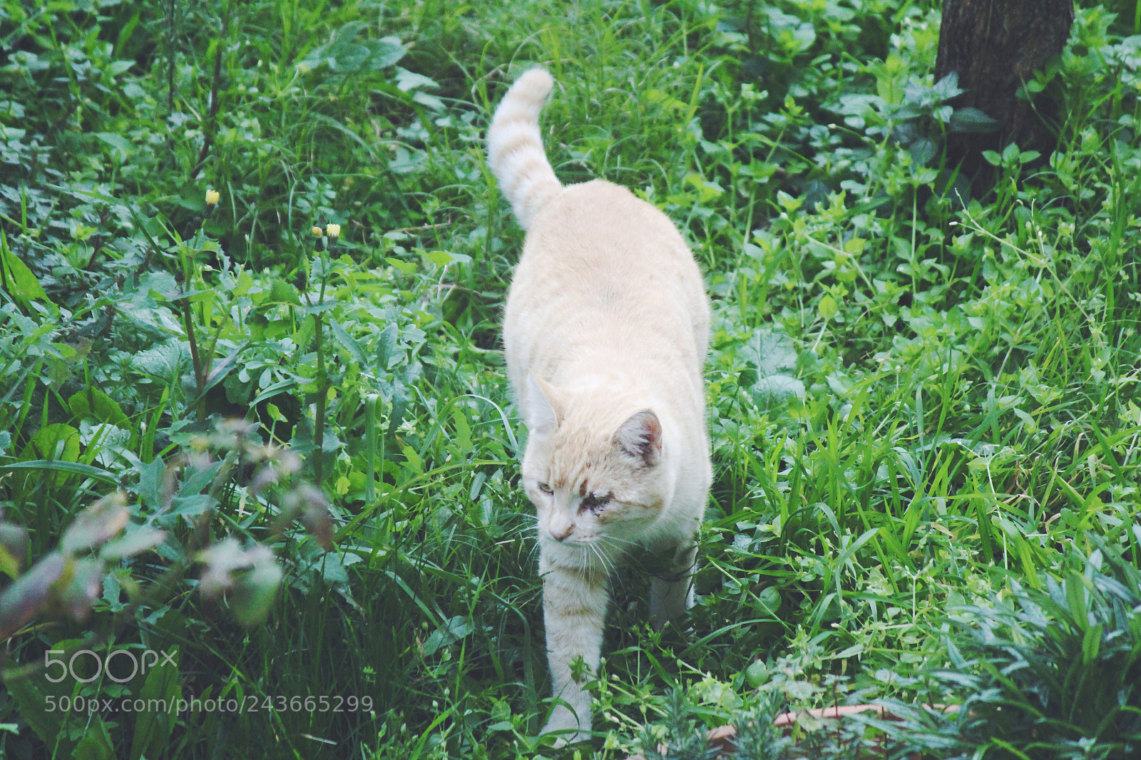Canon EOS 1300D (EOS Rebel T6 / EOS Kiss X80) sample photo. Is a cat or photography