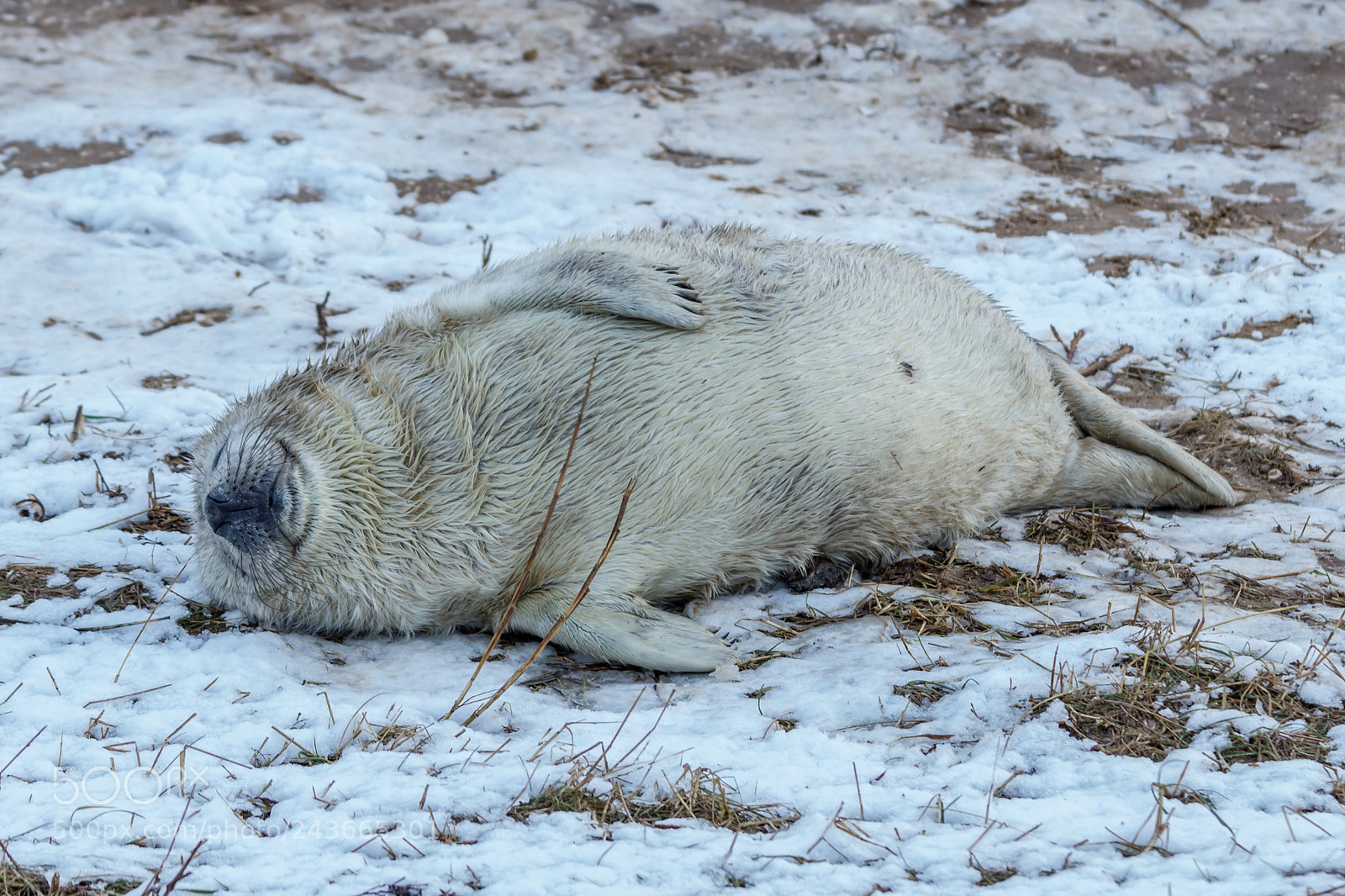 Canon EOS 1200D (EOS Rebel T5 / EOS Kiss X70 / EOS Hi) sample photo. Seal pup photography