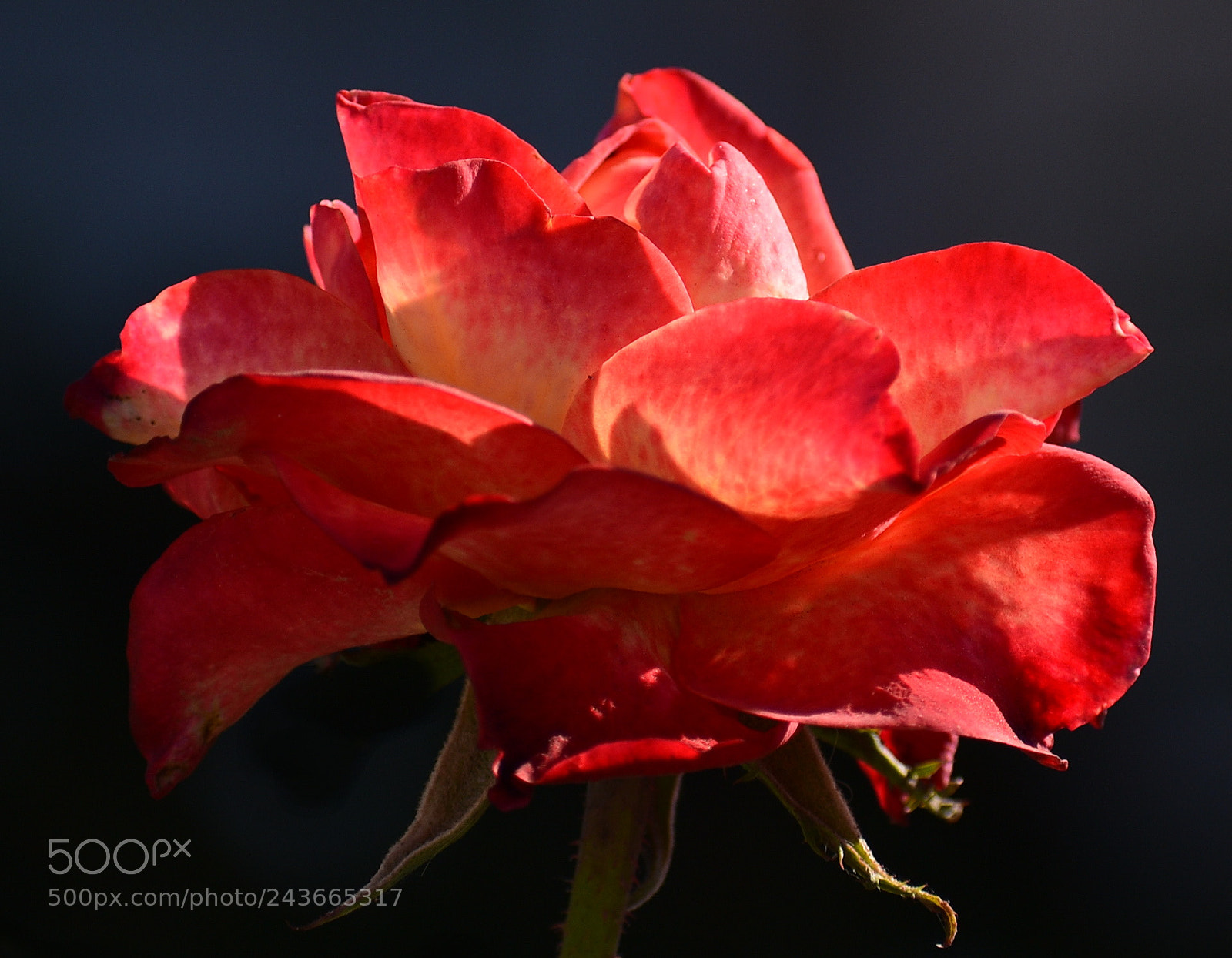 Nikon D7200 sample photo. A beautiful red carnation photography