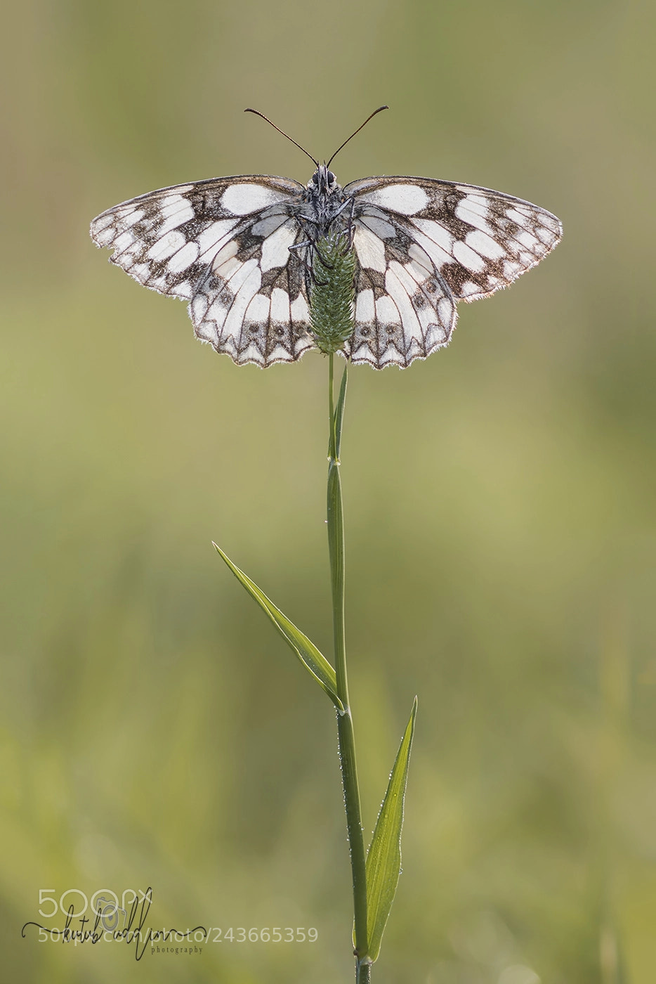 Sony ILCA-77M2 sample photo. Marbled white butterfly photography