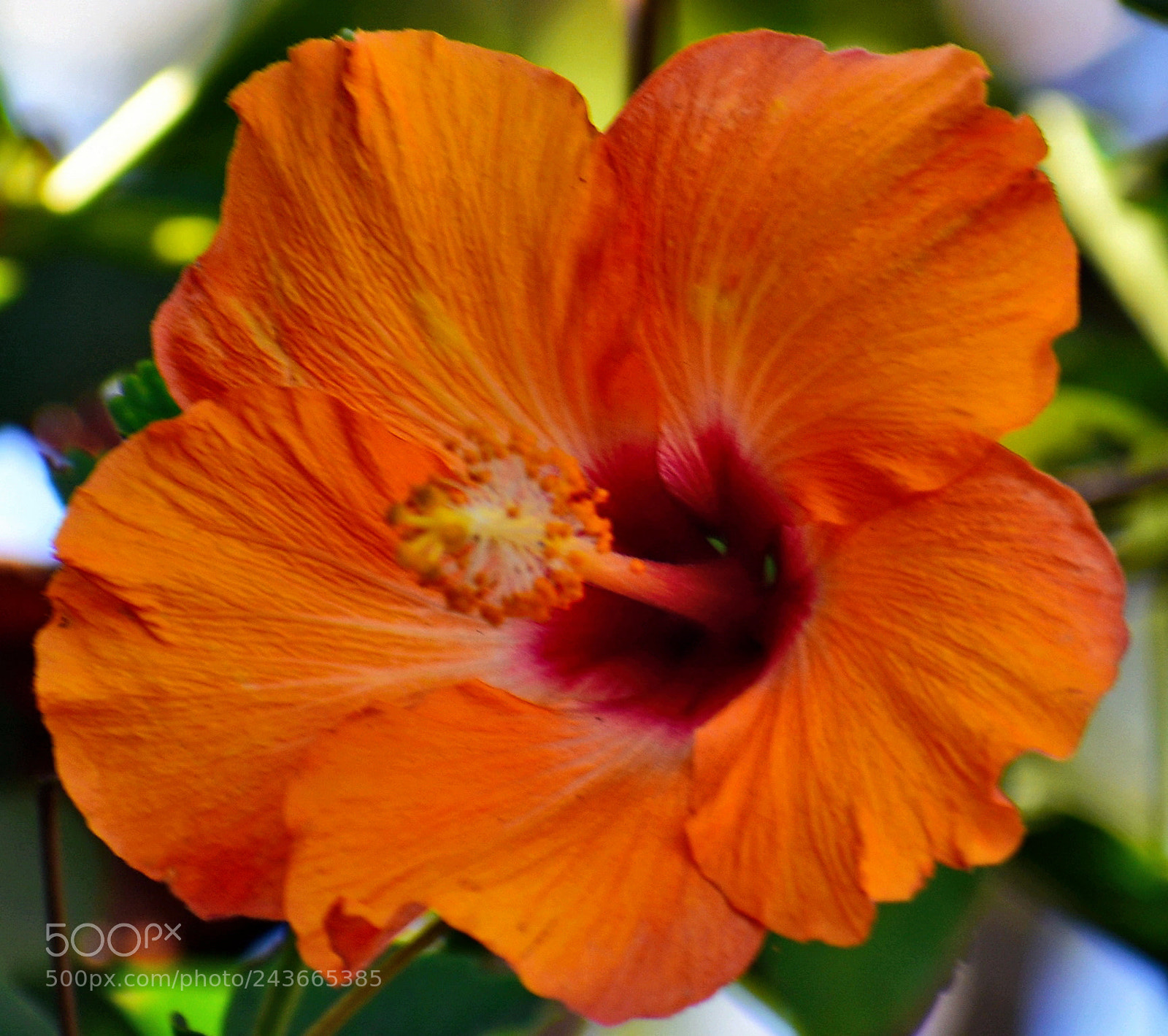Nikon D7200 sample photo. A nice gold hibiscus photography