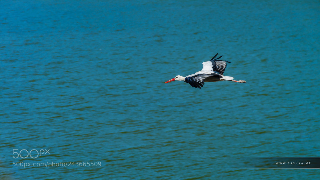 Sony Alpha a99 sample photo. Beautiful stork with red photography