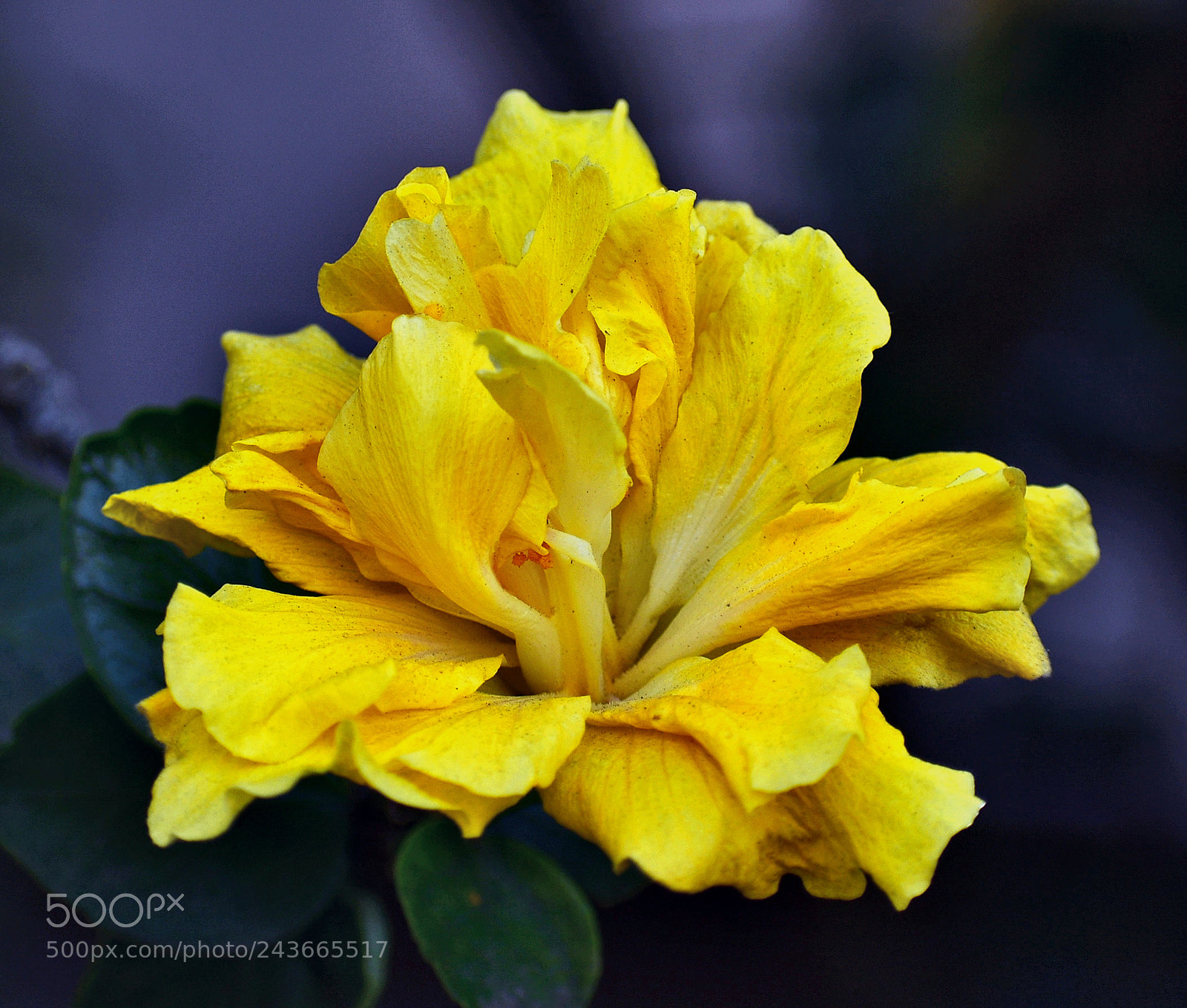 Nikon D7200 sample photo. Another nice yellow flower photography