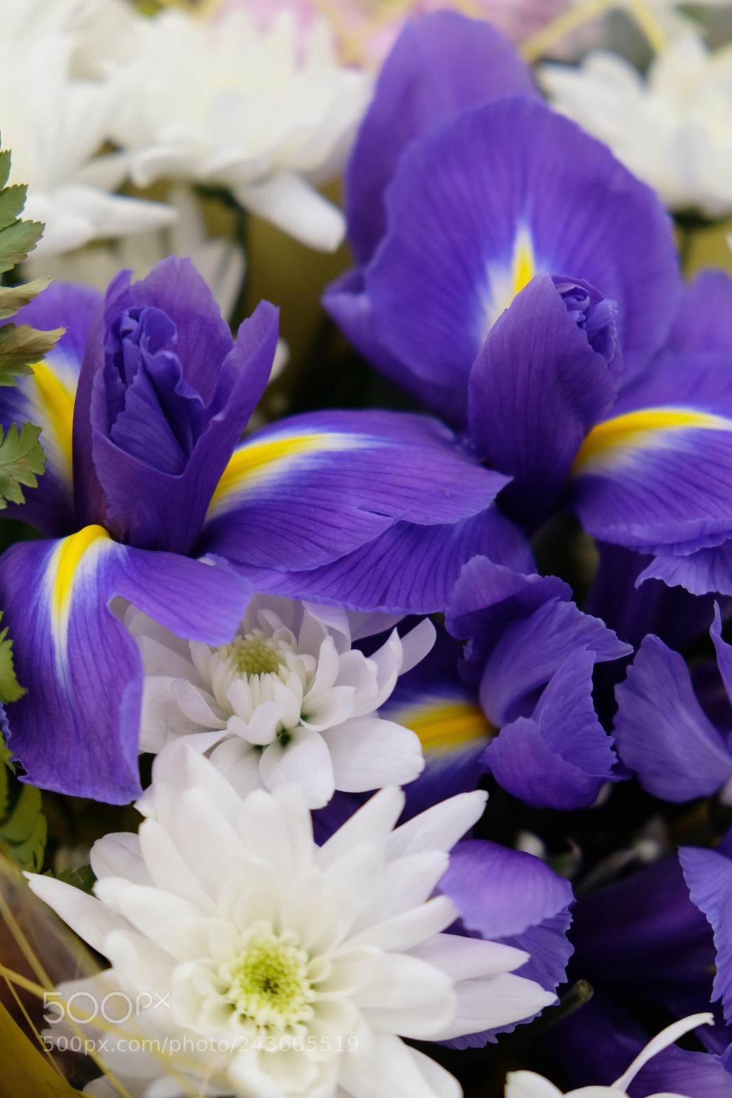 Fujifilm X-T20 sample photo. ? flowers photography