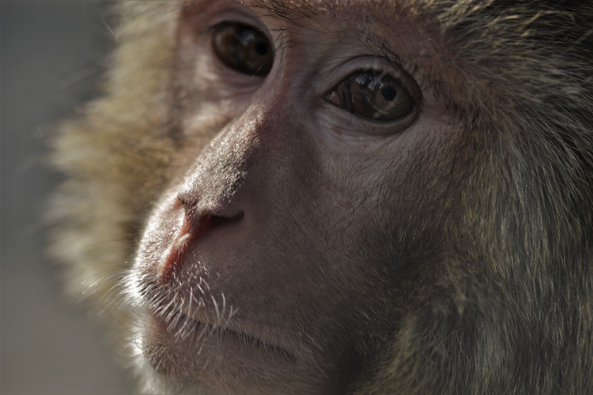 Nikon AF-S Micro-Nikkor 105mm F2.8G IF-ED VR sample photo. A portrait . . . photography