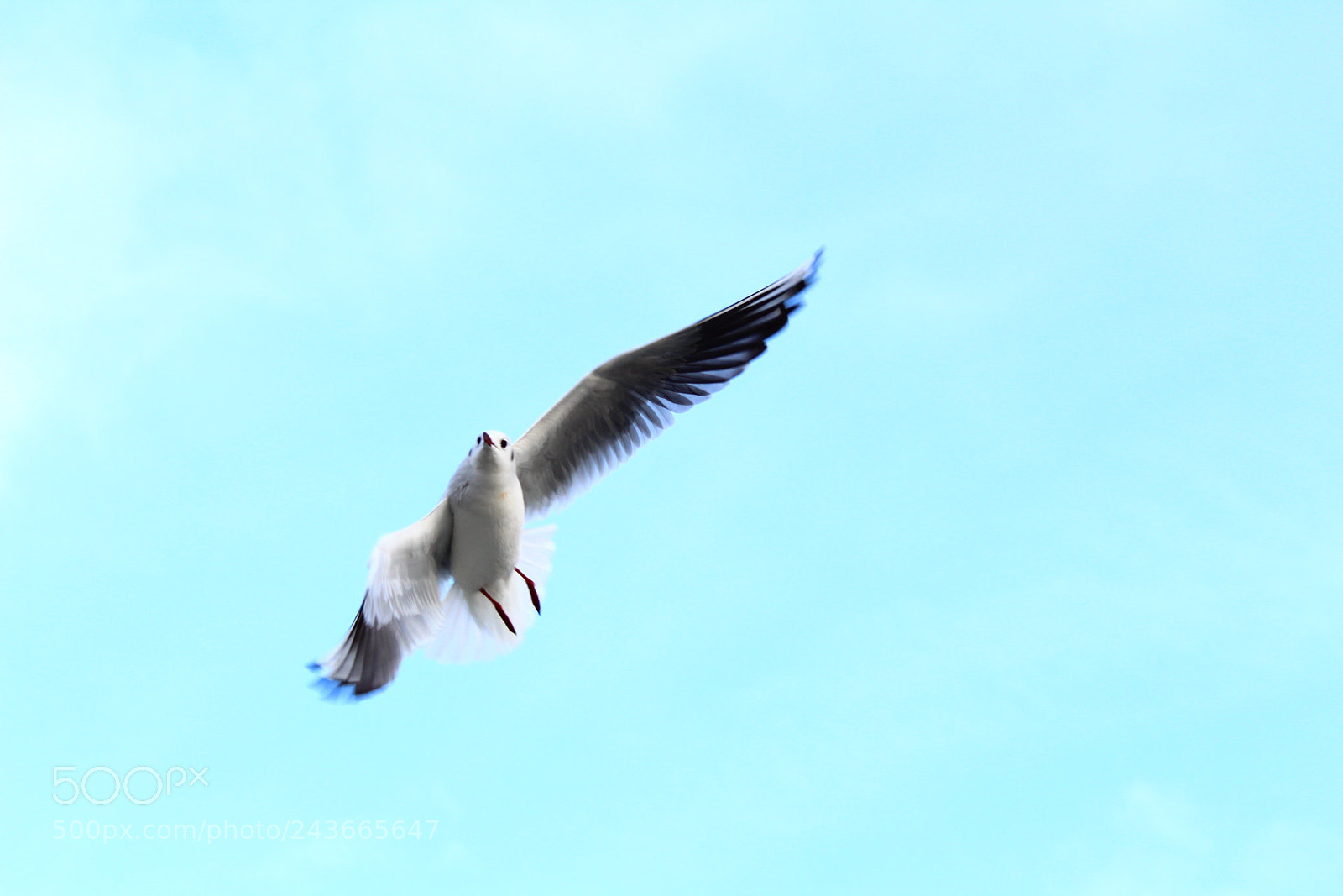 Canon EF-S 18-55mm F3.5-5.6 III sample photo. Untitled photography