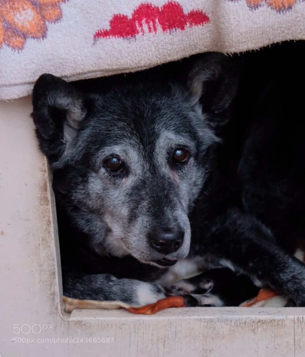 Fujifilm X-T20 sample photo. Street dog photography
