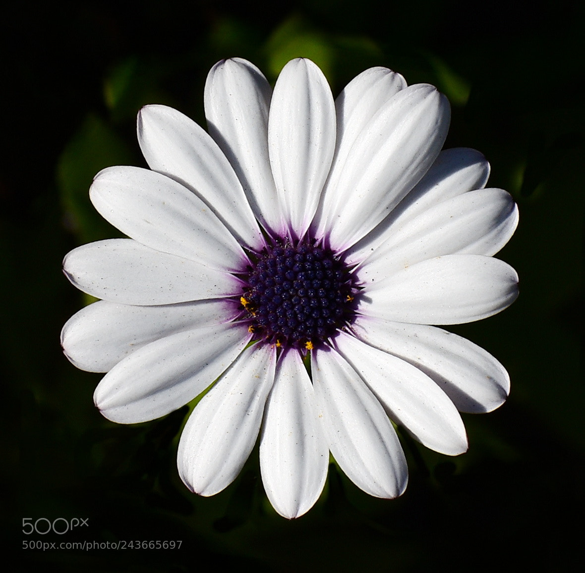 Nikon D7200 sample photo. Another beautiful white daisy photography