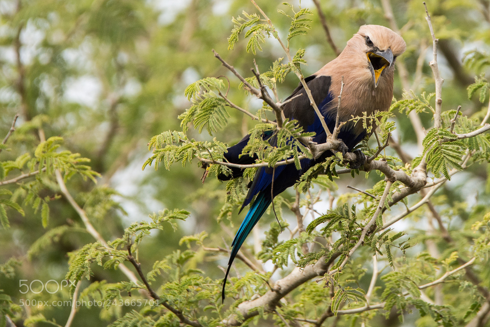 Nikon D7200 sample photo. Blue-bellied roller photography