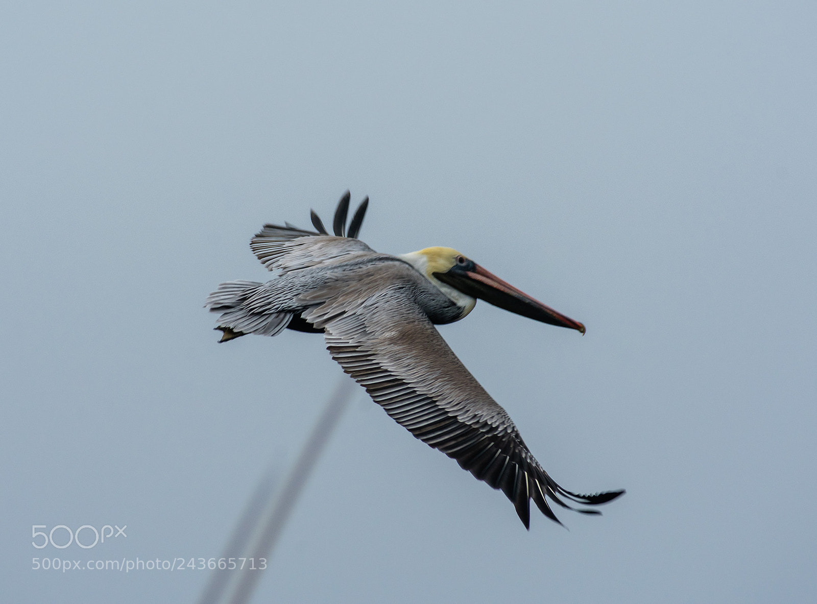 Nikon D3400 sample photo. Brown pelican photography
