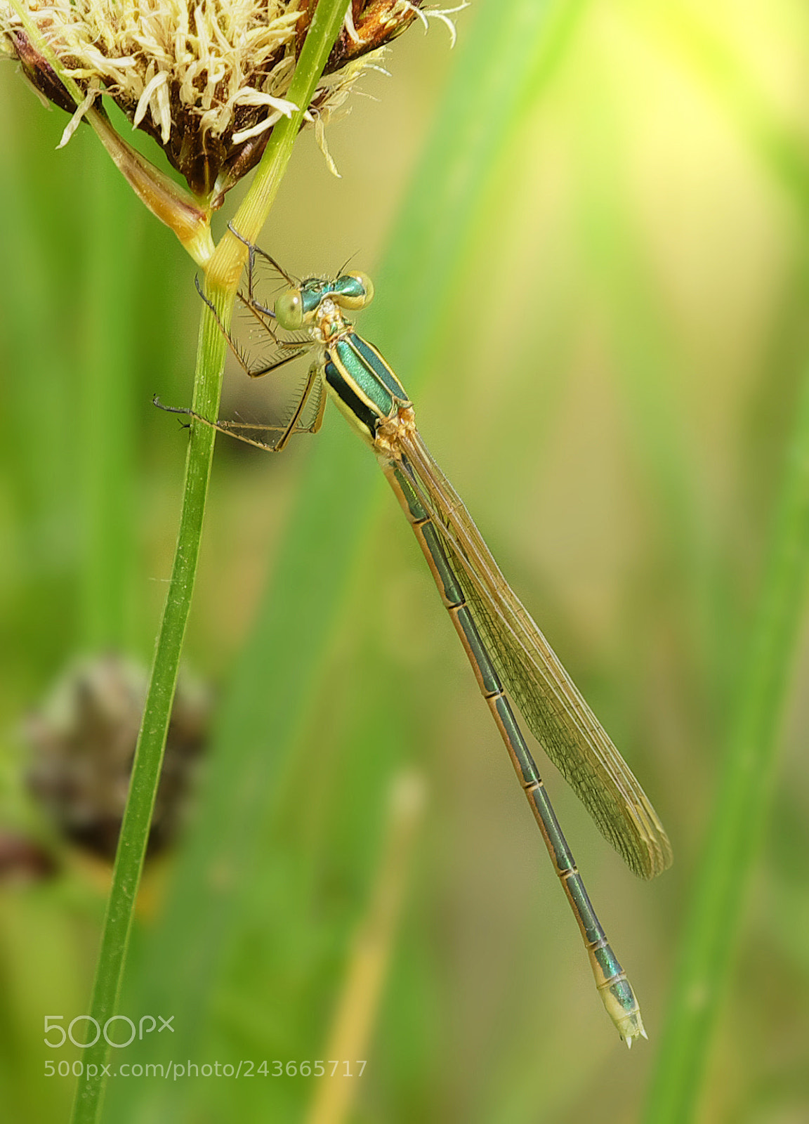 Fujifilm X-M1 sample photo. Damselfly: green on green photography